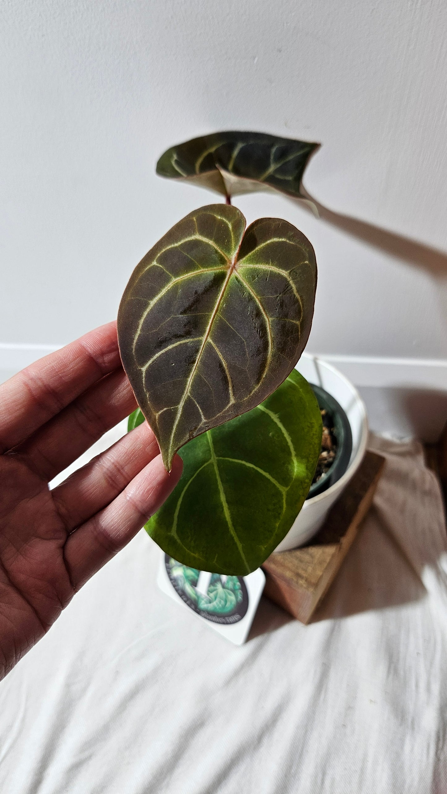Anthurium Carlablackiae (Indo) X Hoffmanii "format MOYEN/LARGE" (ANT-382)