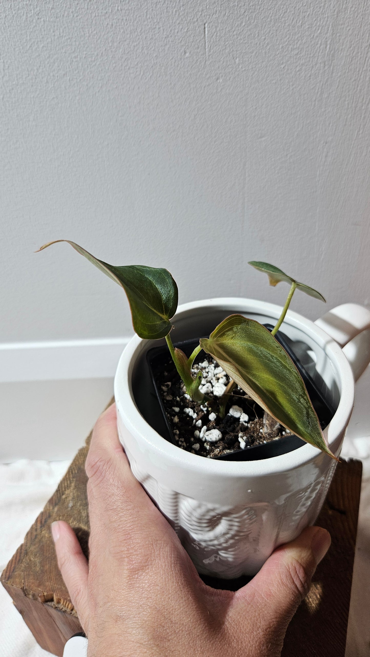 Philodendron Glorious (PHI-902)