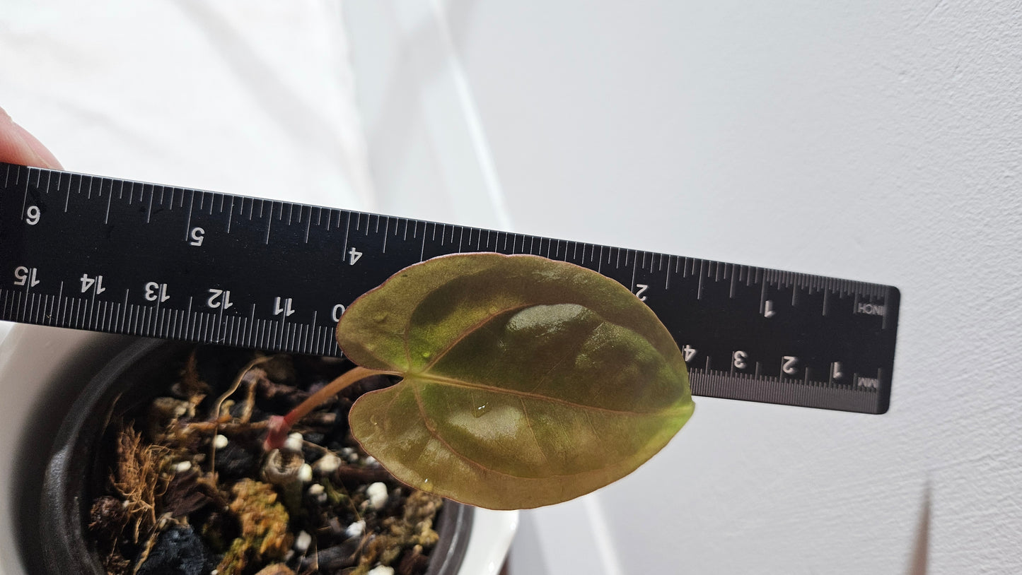 Anthurium Dark Phoenix "SMALL format" (ANT-326)