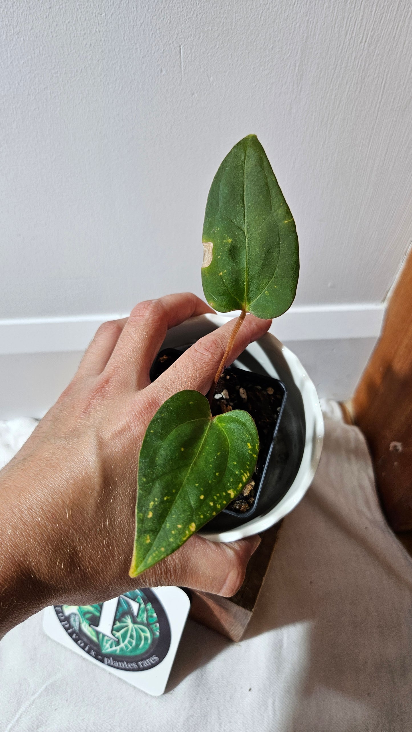 Anthurium Xone × Getafix "SMALL format" (ANT-319)