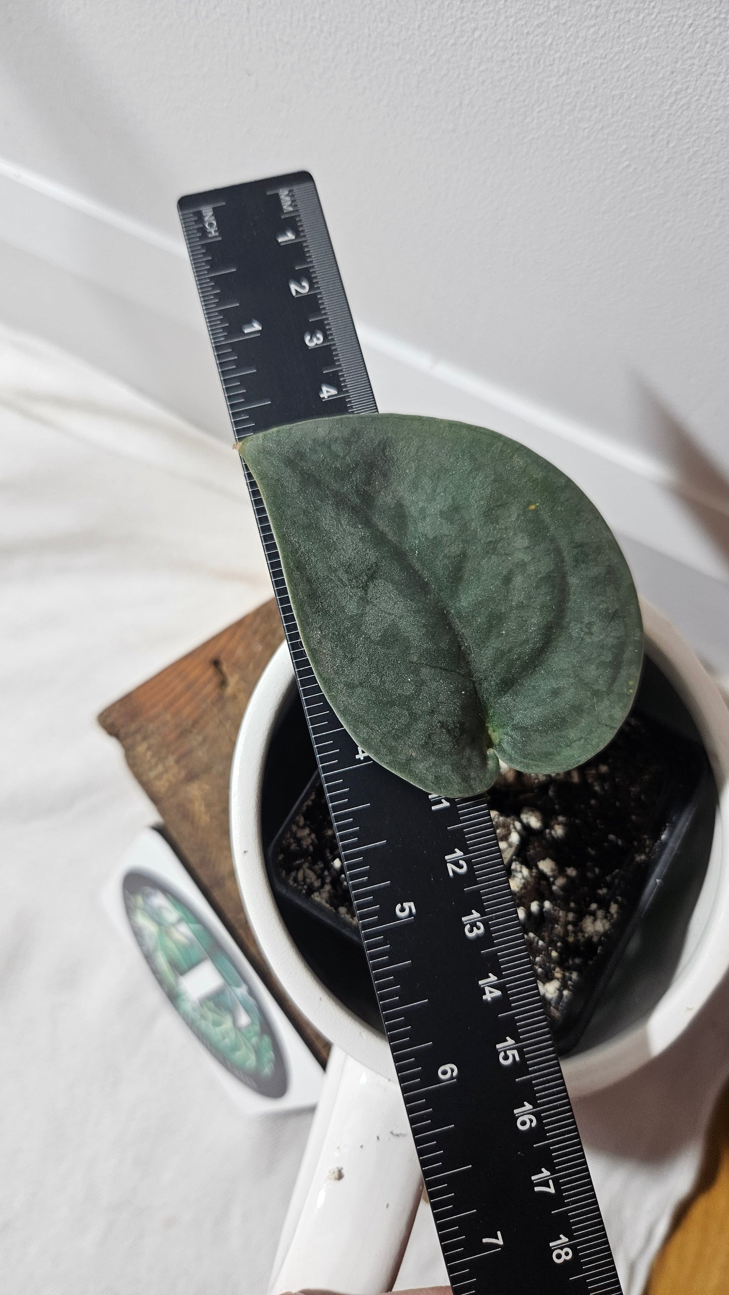 Scindapsus Dark Splash Bornéo (SCI-859)