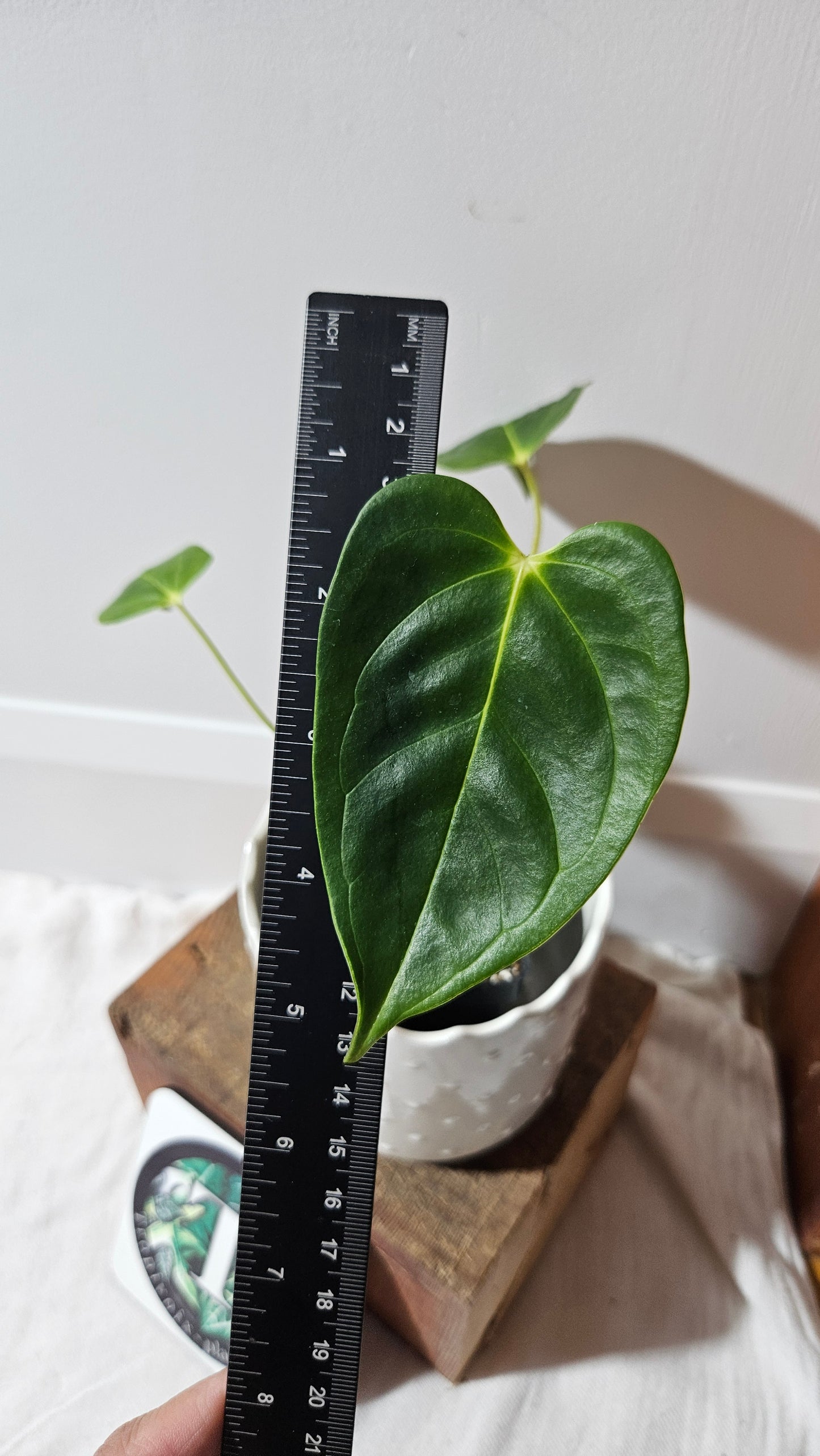 Anthurium Esmeraldense x Veitchii "format PETIT" (ANT-483)