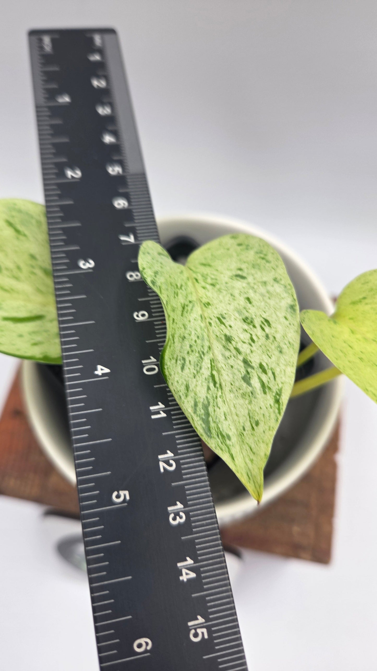 Epipremnum Aureum Marble Queen "version Snow Queen" (EPI-251)