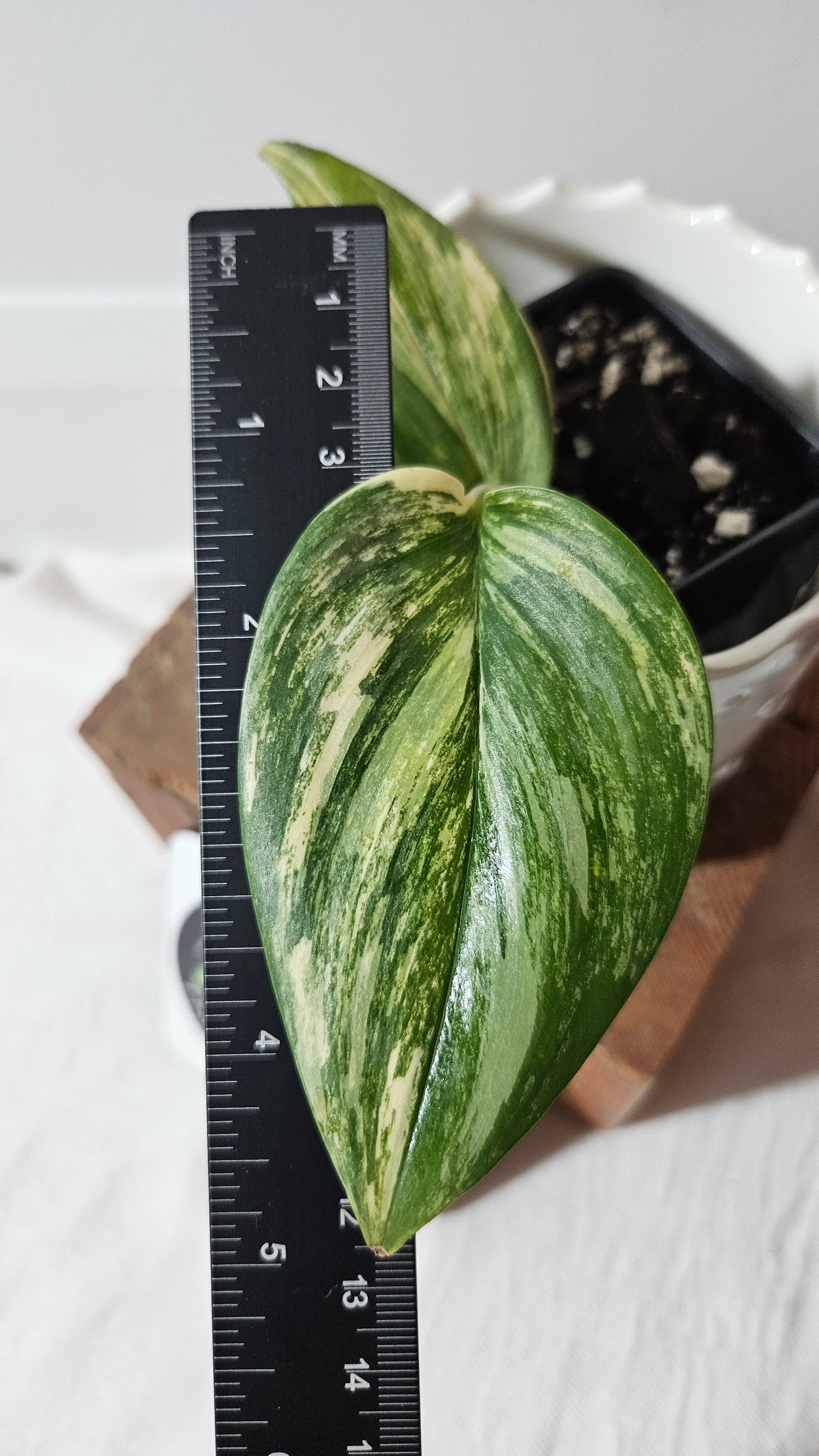 Scindapsus Rubicon (SCI-990)