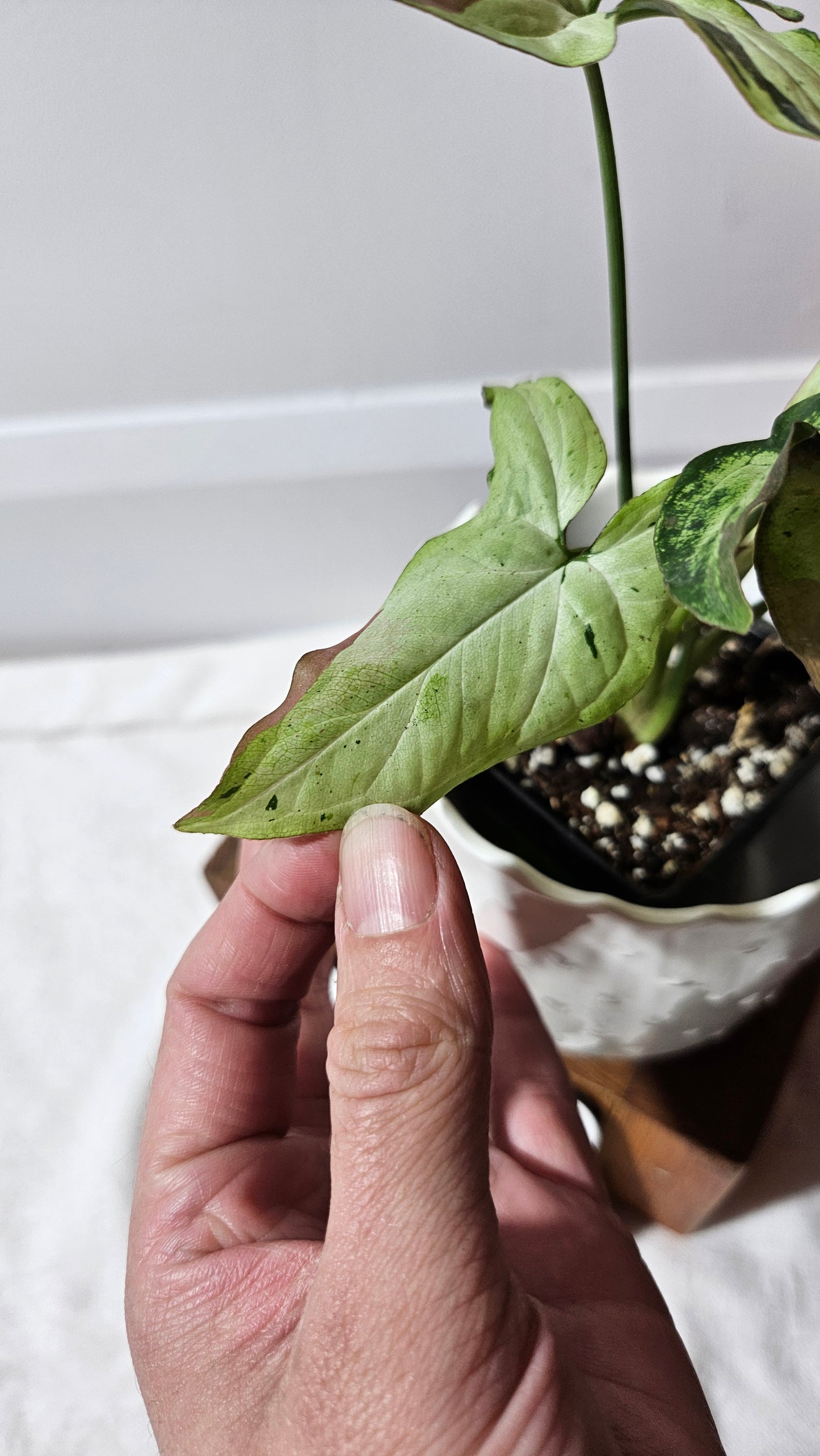 Syngonium Red Spot Starlight (SYN-435)