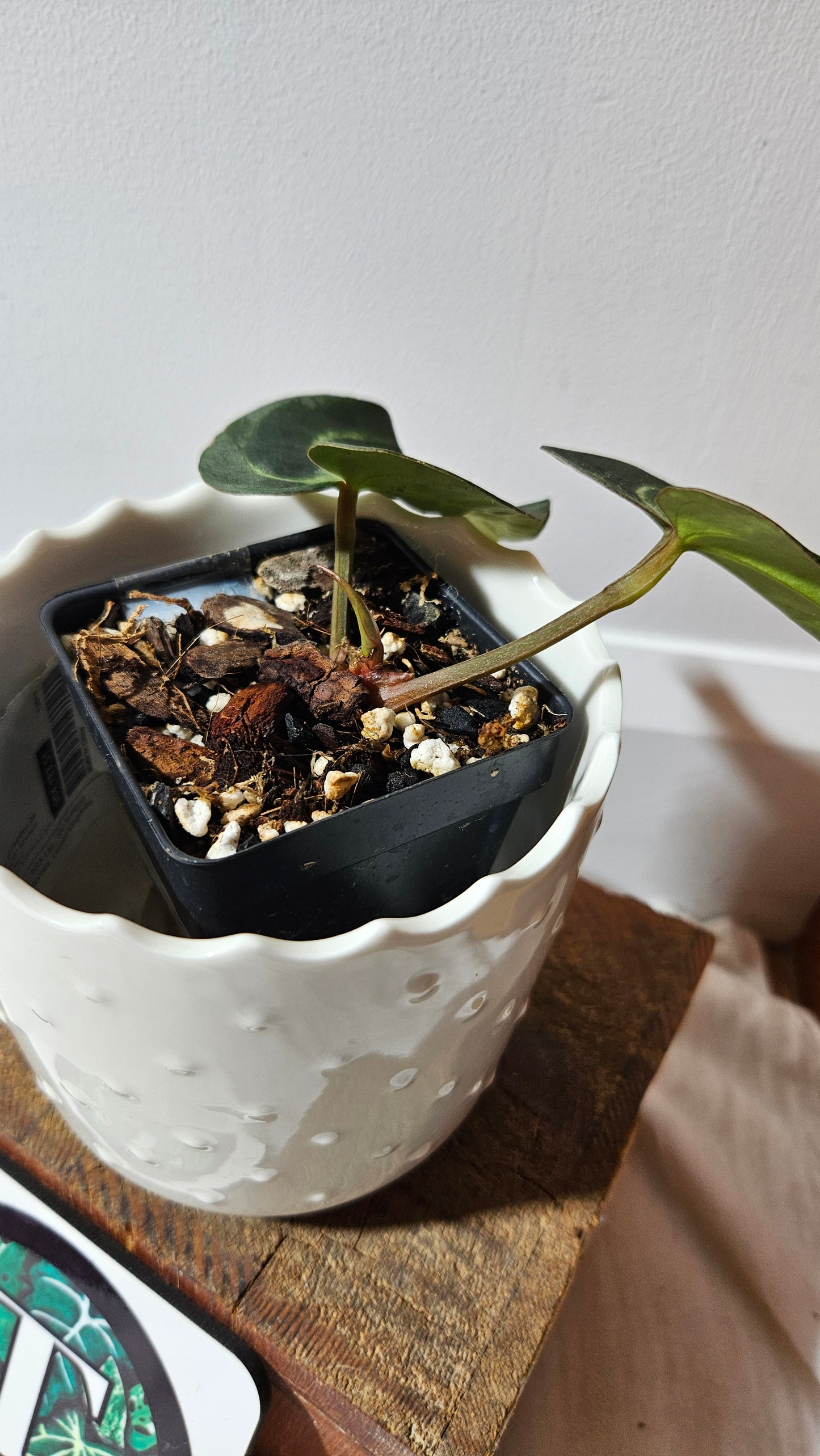 Anthurium Carlablackiae "Mutate & Dark leaf" (d'équateur) "format PETIT" (ANT-471)