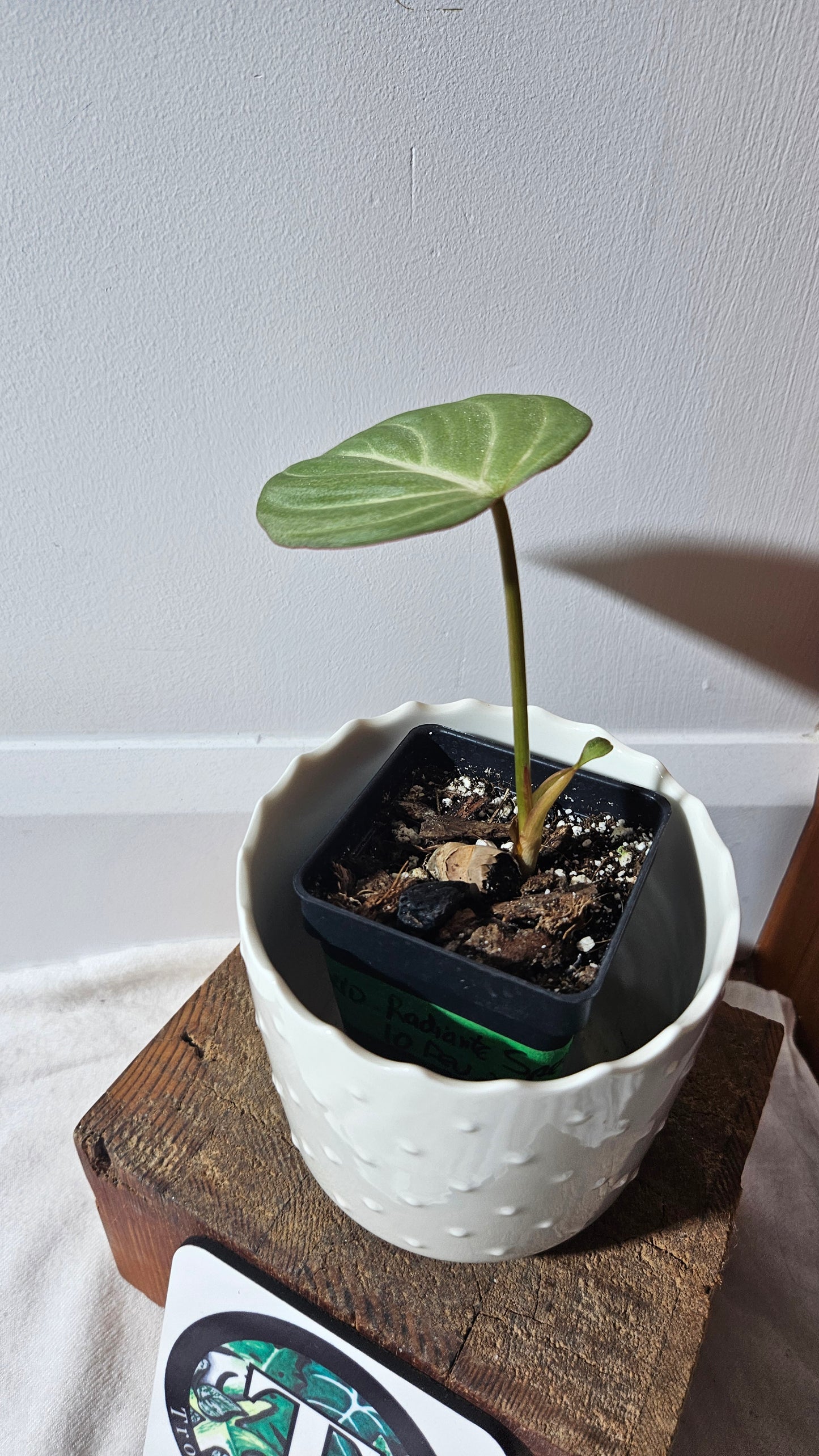 Philodendron Gloriosum Radiante Spécial (PHI-771)
