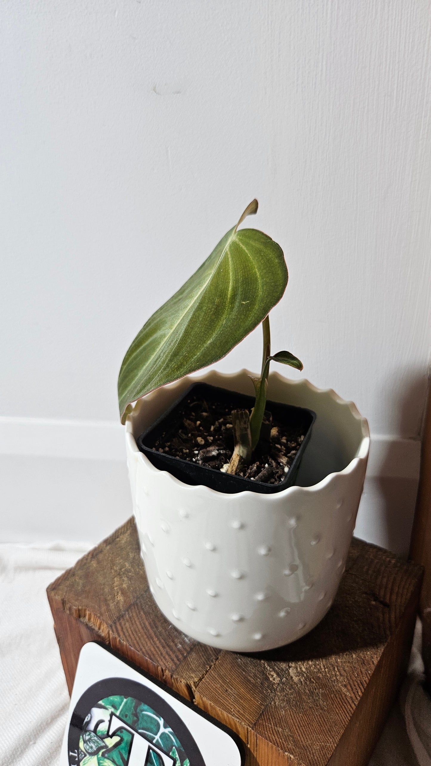 Philodendron Glorious (PHI-835)