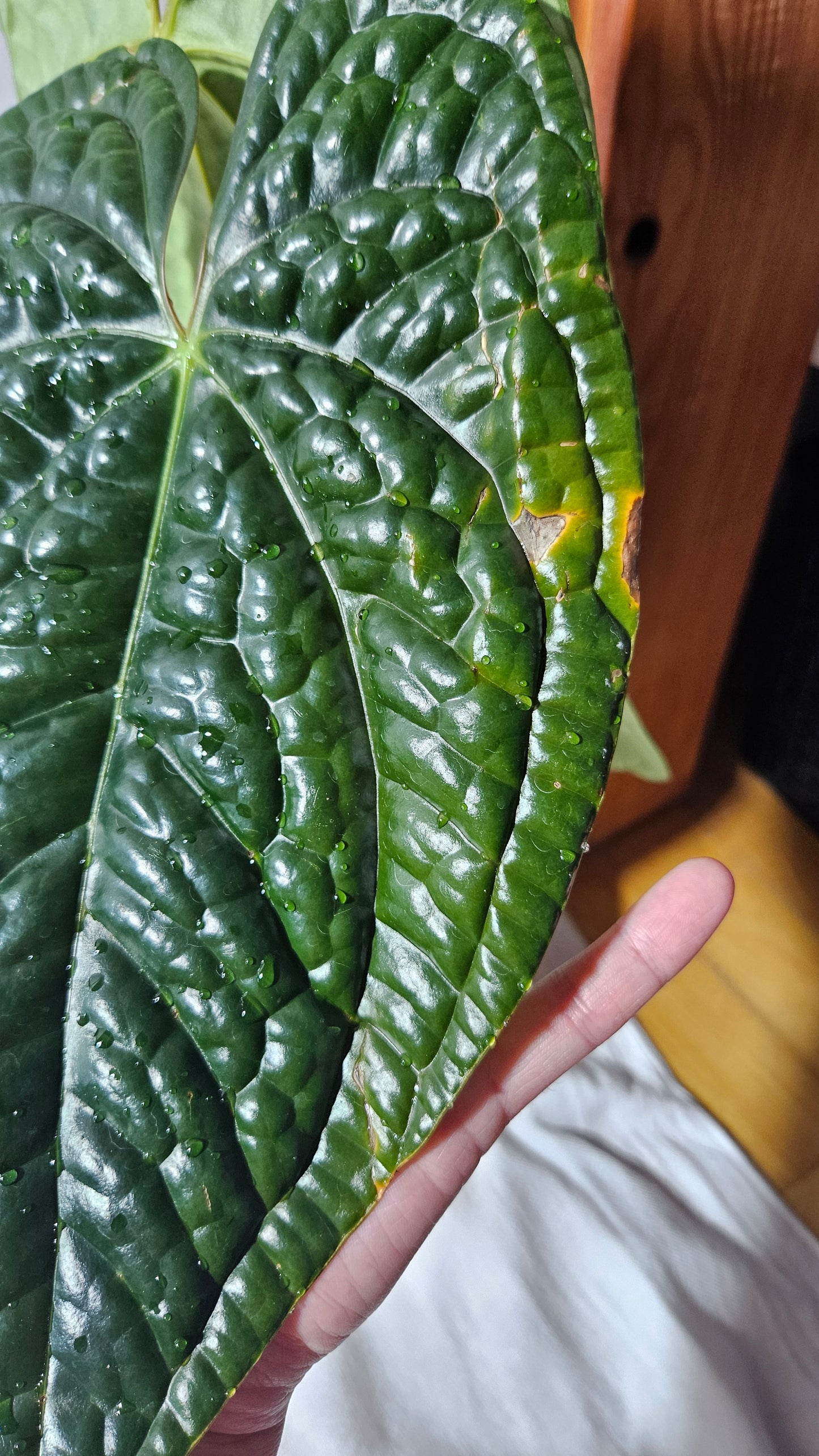 Anthurium Luxurians Dark "format XLARGE" (ANT-488)