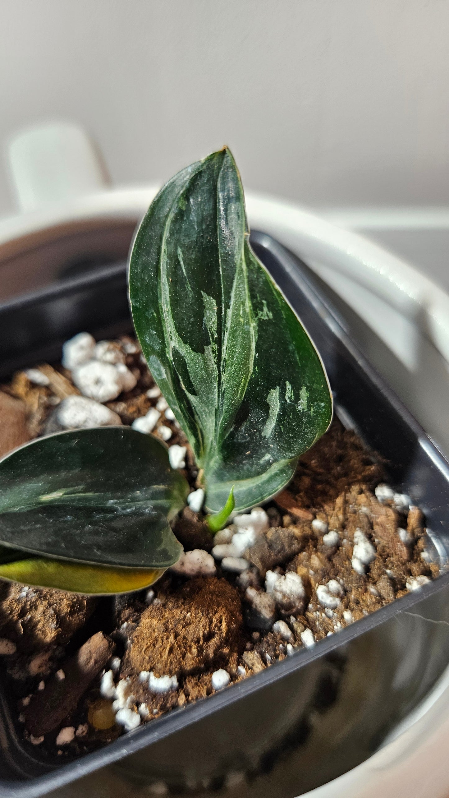 Scindapsus Treubii Dark Form silver (SCI-1196)
