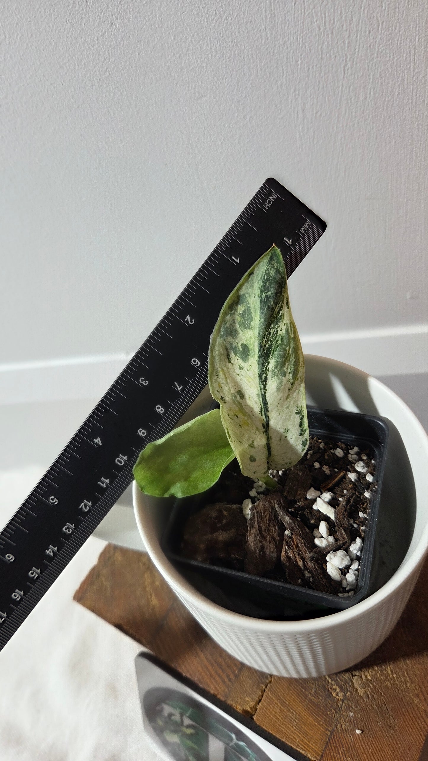 Scindapsus Black Dragon white (SCI-1352)