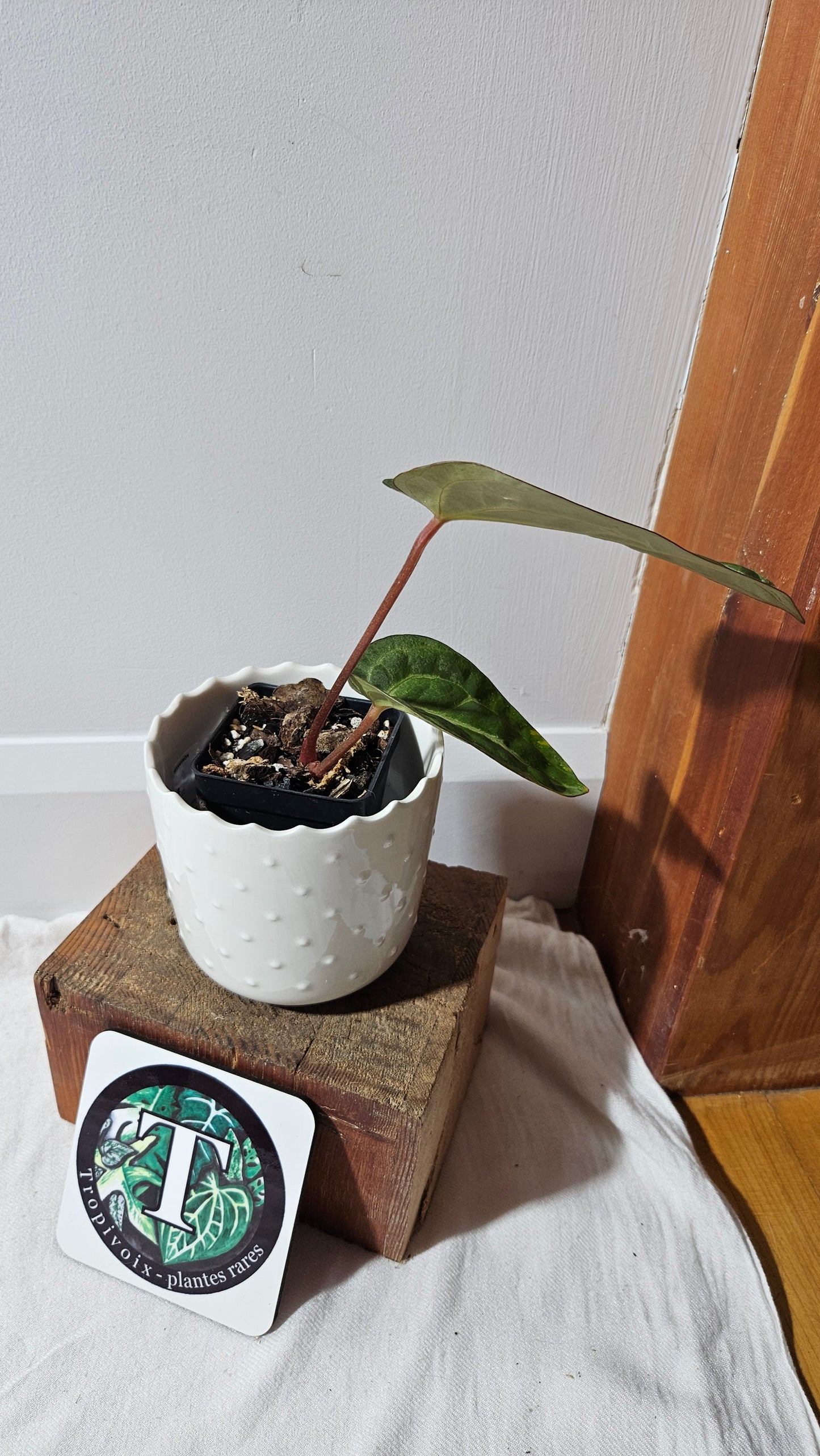 Anthurium Carlablackiae (d'équateur) "format MOYEN" (ANT-406)