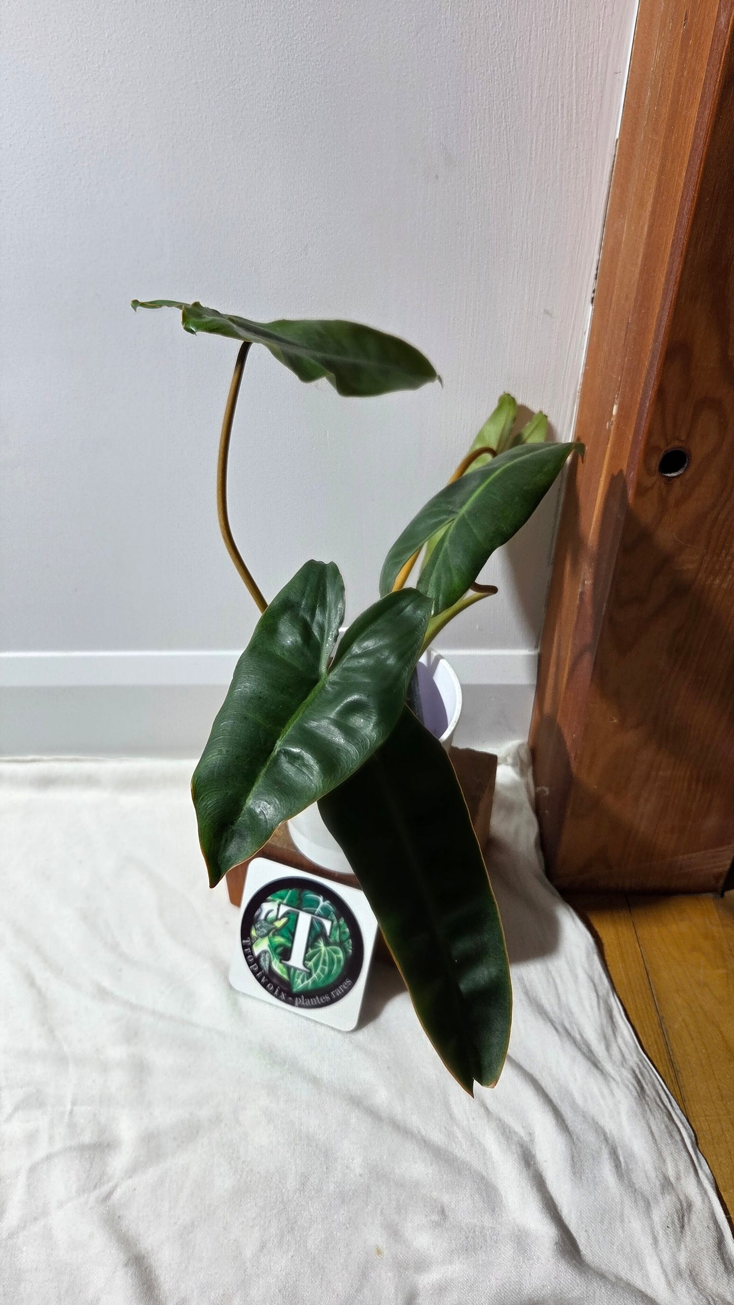 Philodendron Billietiae (PHI-961)