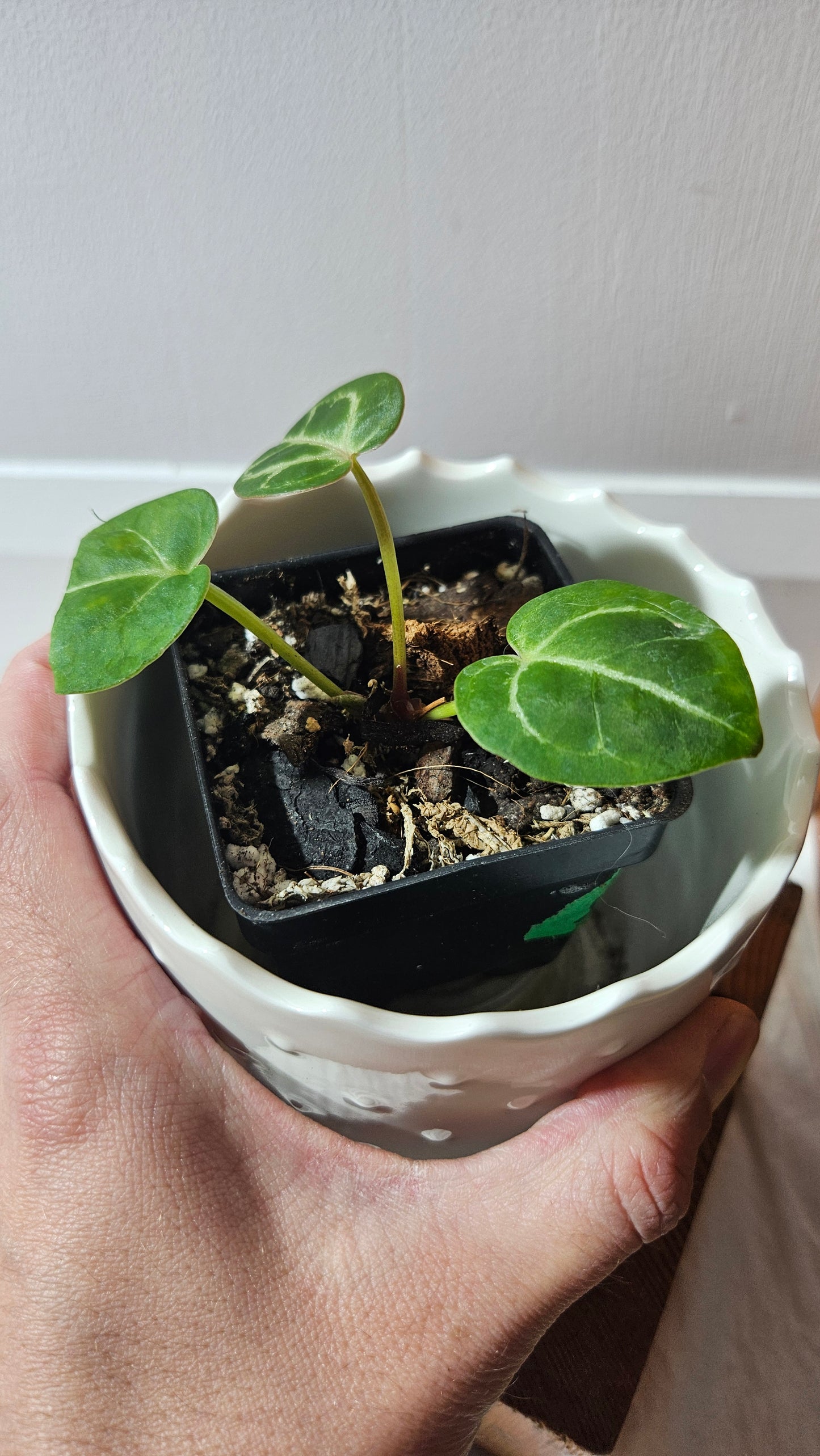 Anthurium Hoffmanii "format SEEDLING" (ANT-585)