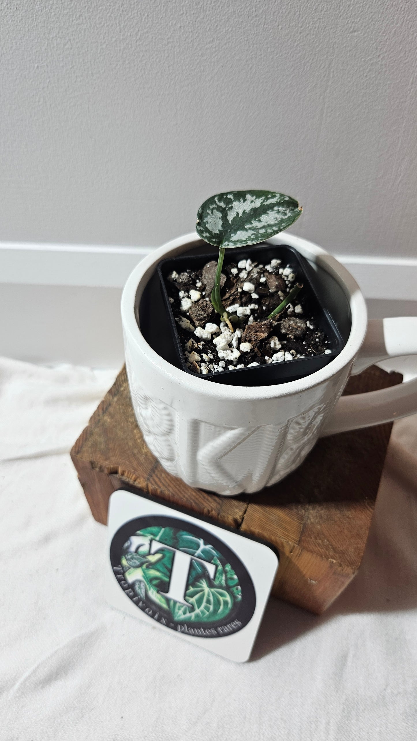 Scindapsus Silver Queen (SCI-1186)