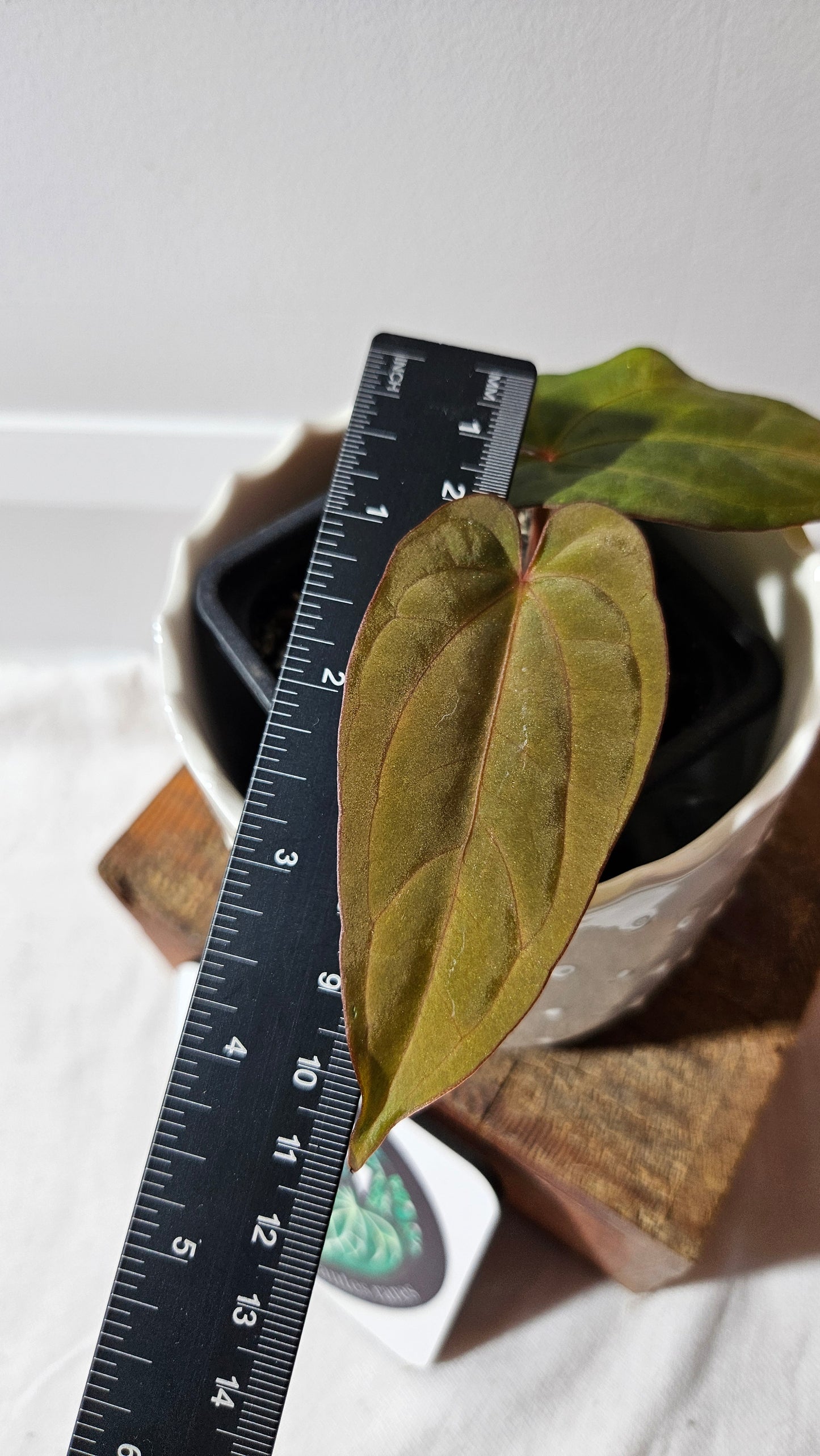 Anthurium Dressleri Pink "format PETIT" (ANT-217)