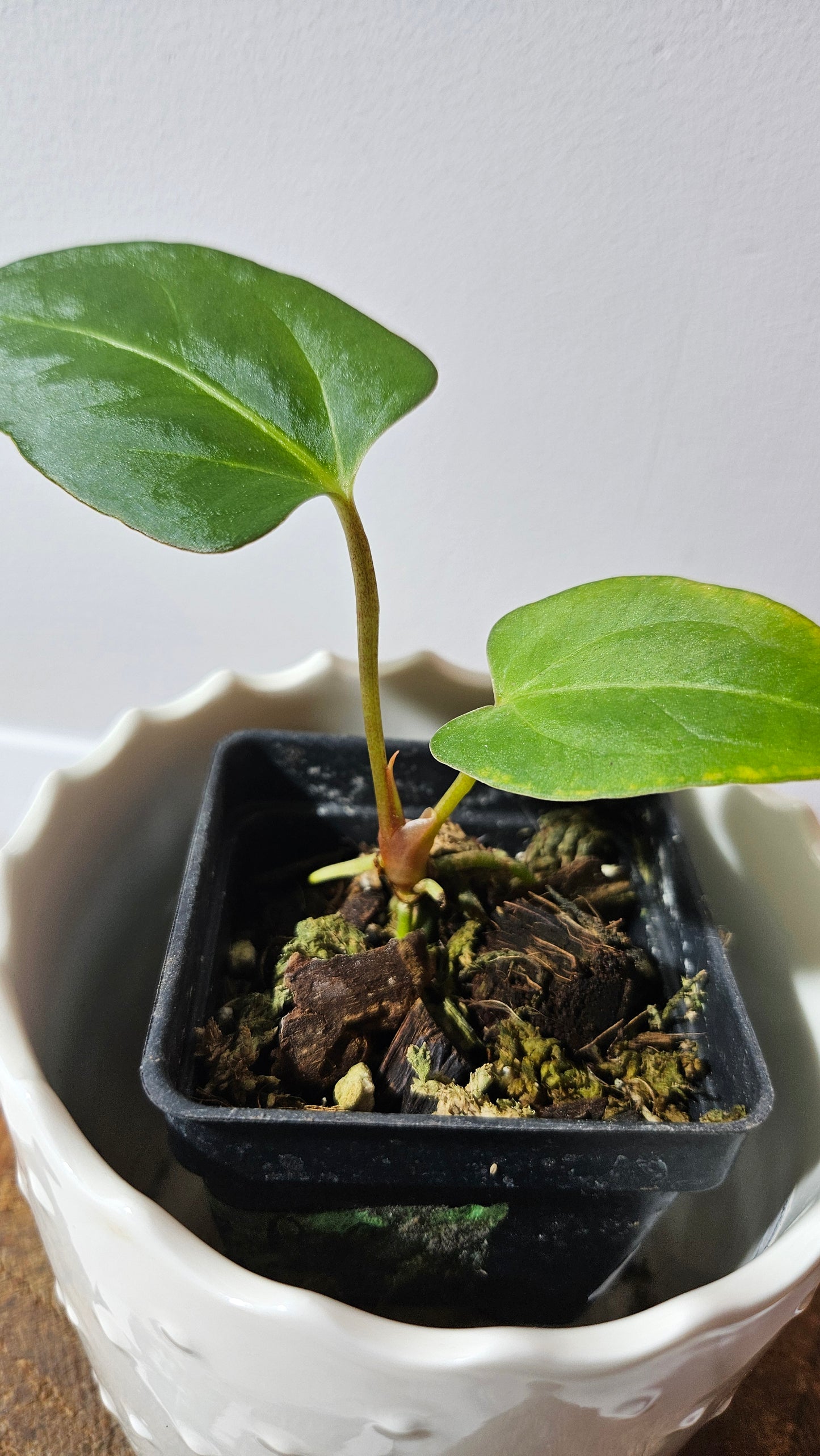 Anthurium Dressleri × Blue Papillilaminum "format PETIT" (ANT-465)