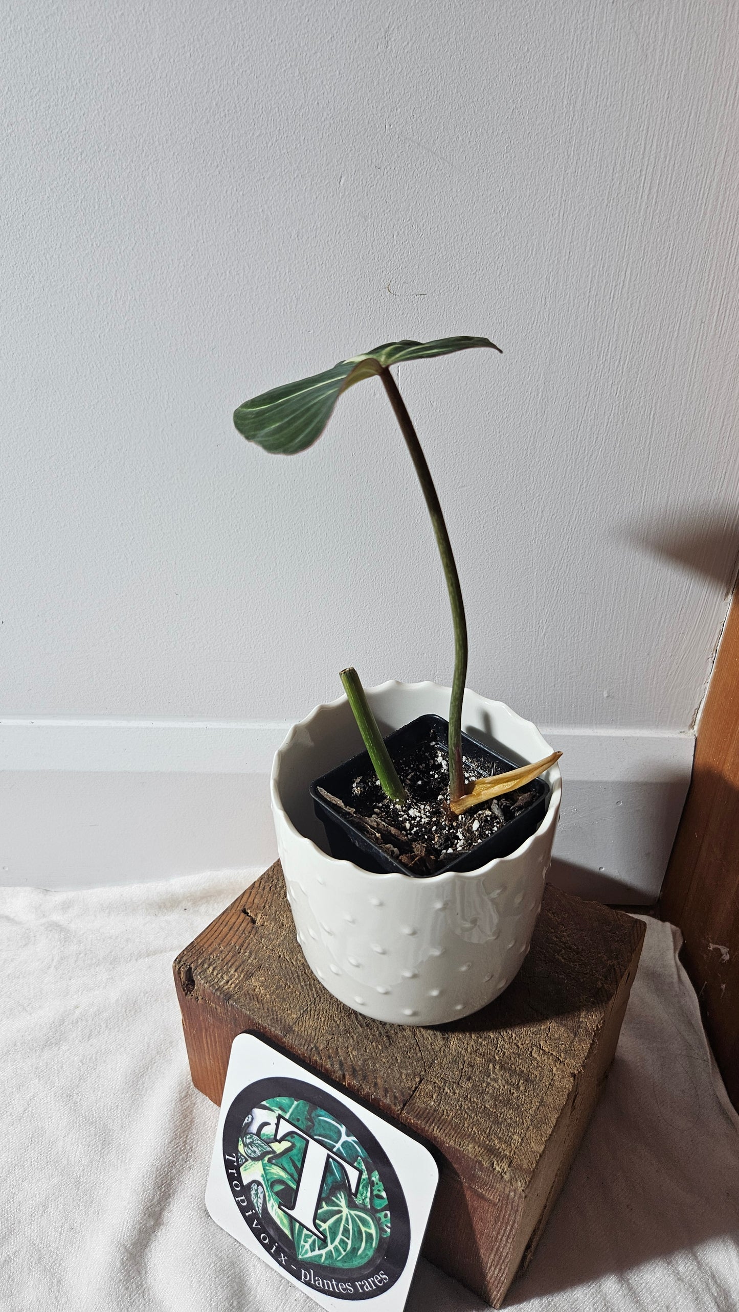 Philodendron Gloriosum Dark (PHI-772)