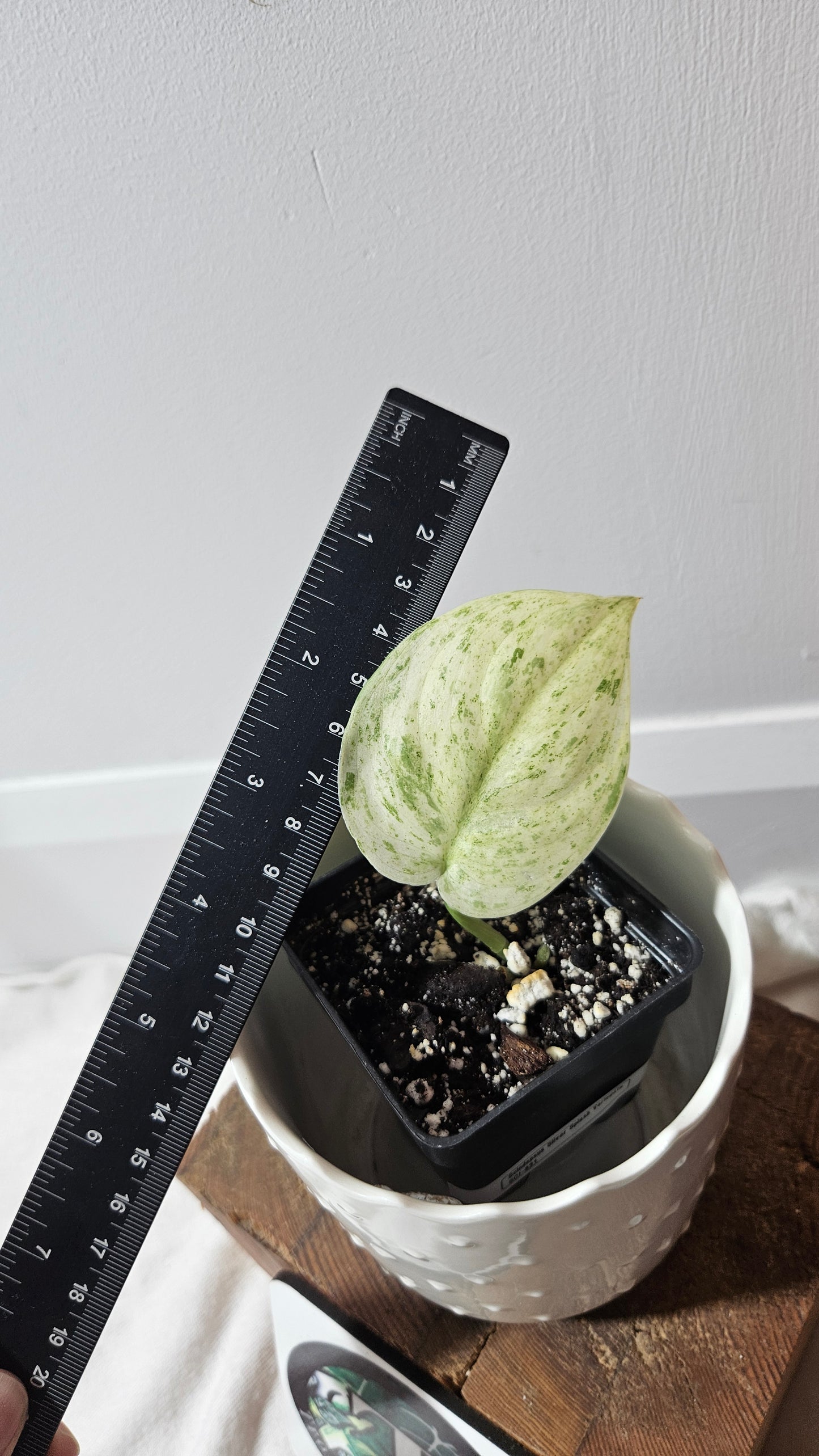 Scindapsus Silver Splash Variegata (SCI-831)