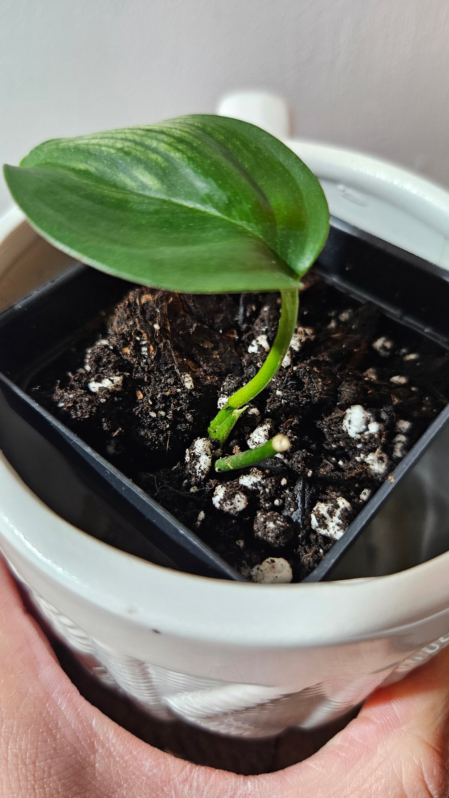 Scindapsus White Monster (SCI-1094)