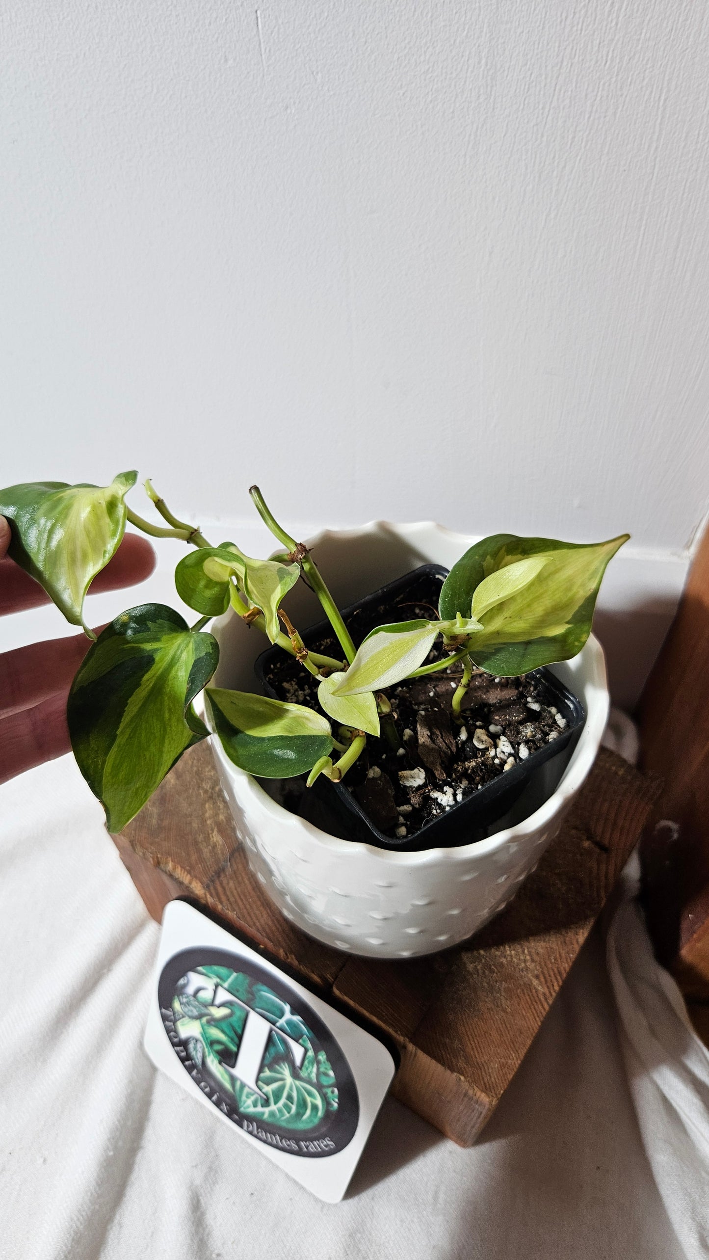 Philodendron Hederaceum Cream Splash (PHI-847)