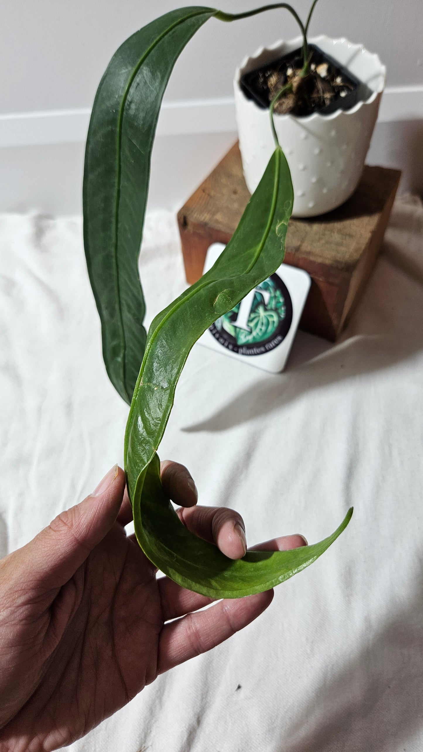 Anthurium Wendlingeri Aff Esmeraldas "format MOYEN/LARGE" (ANT-534)