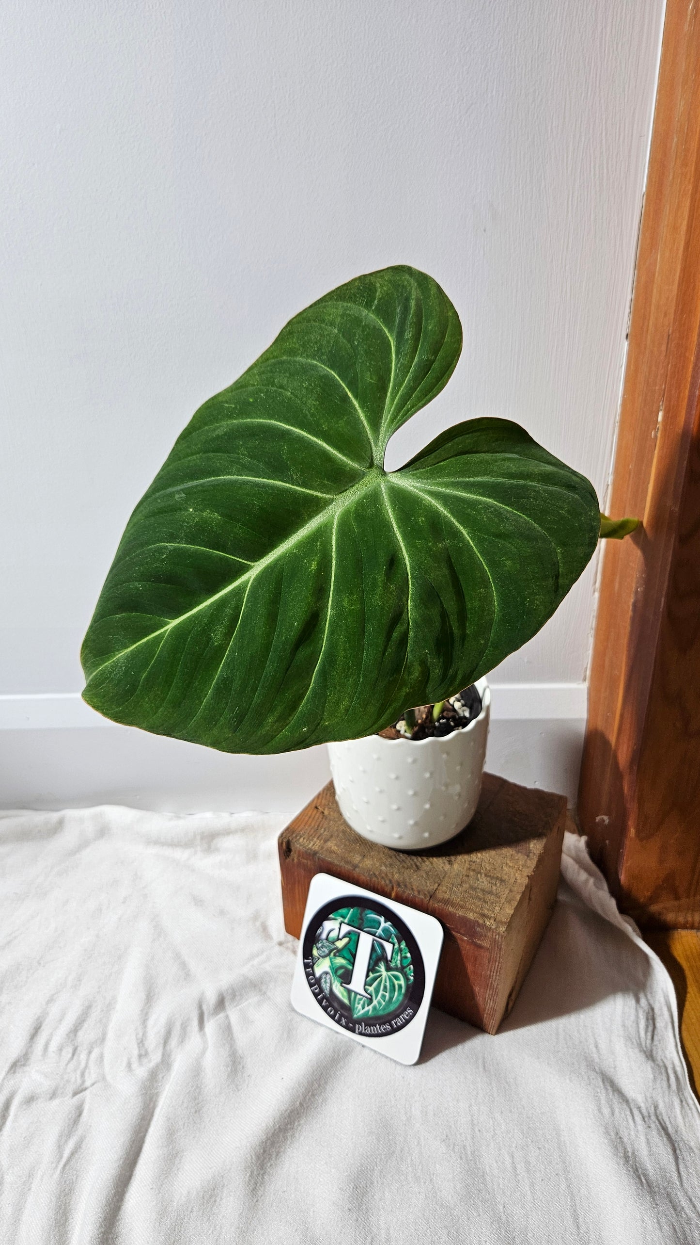 Philodendron Gloriosum (PHI-924)