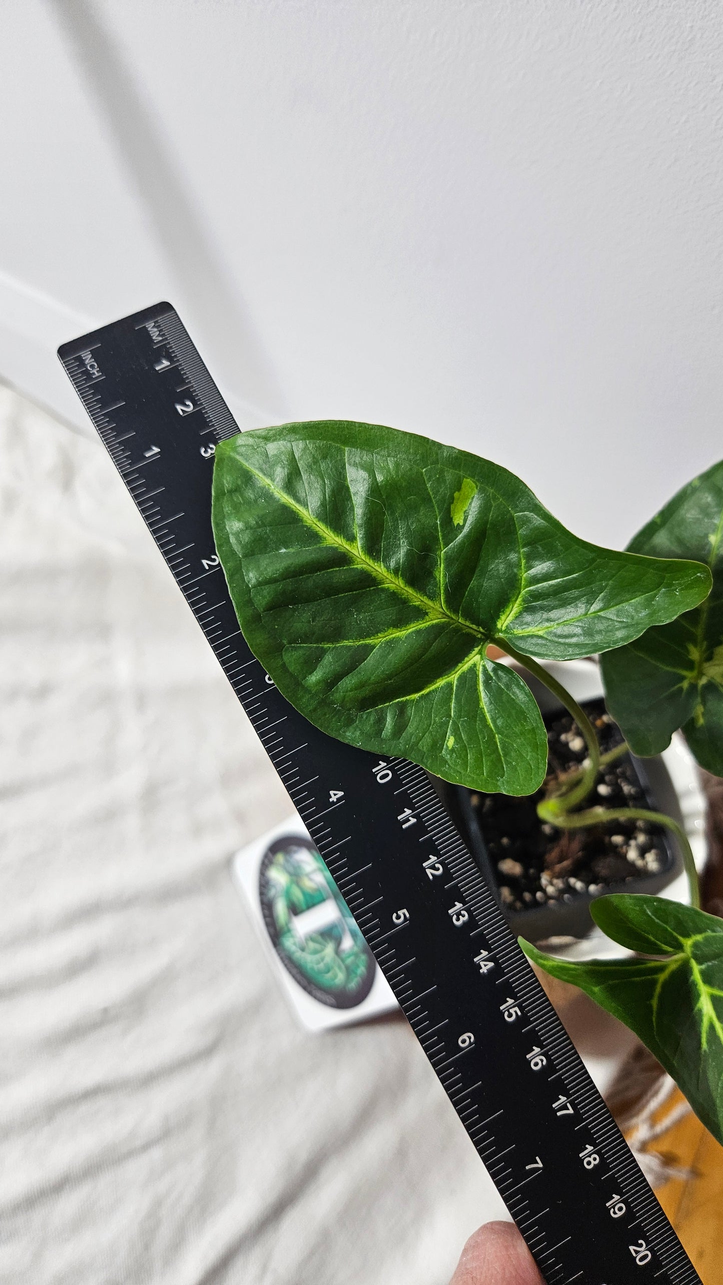 Syngonium Panda/Indo (SYN-266)