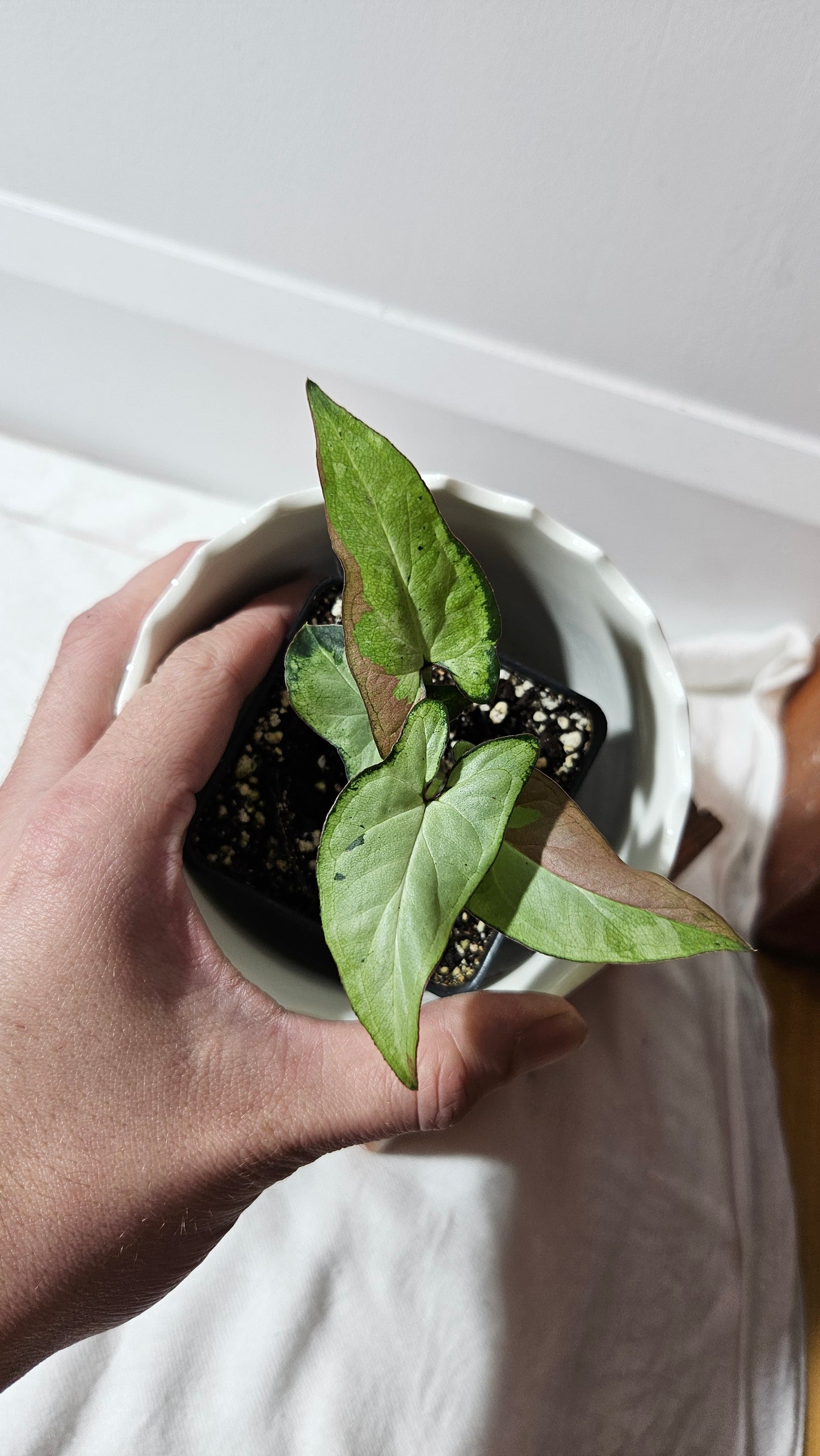 Syngonium Red Spot Starlight (SYN-436)