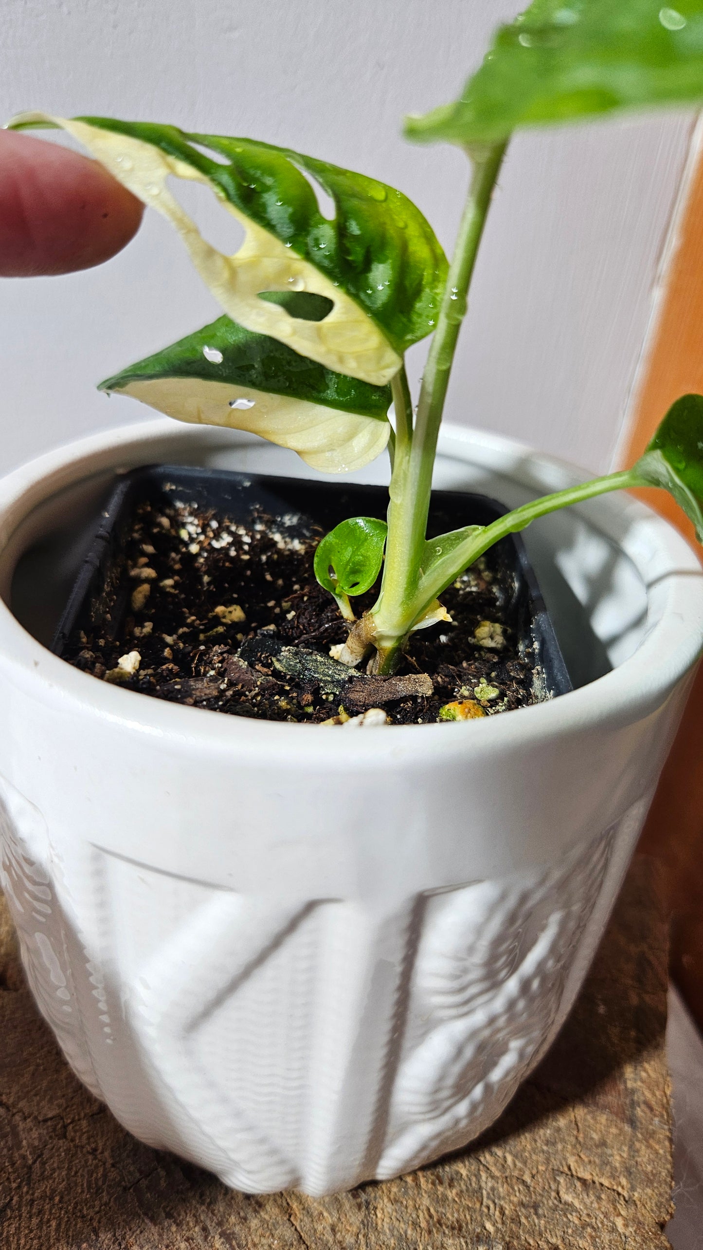 Monstera Andasonii Albo (MON-472)
