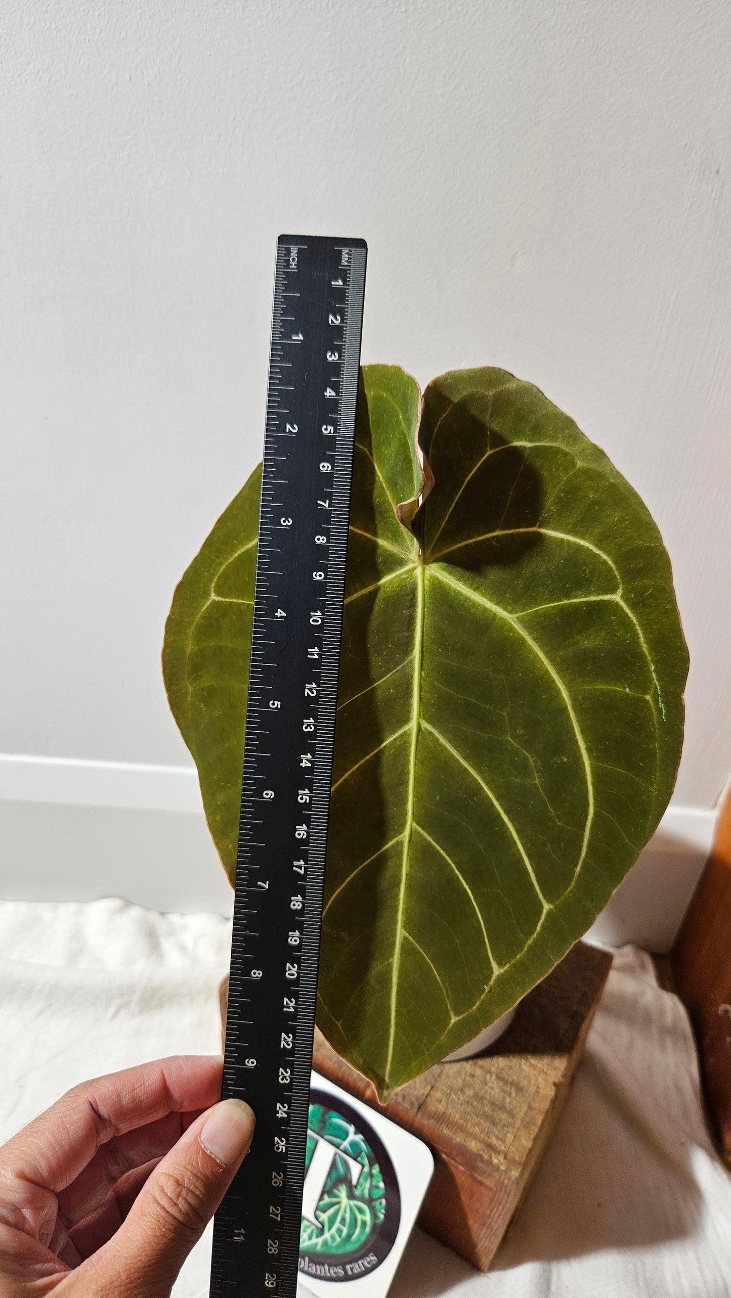 Anthurium Dressleri × Hoffmanii "format LARGE" (ANT-523)