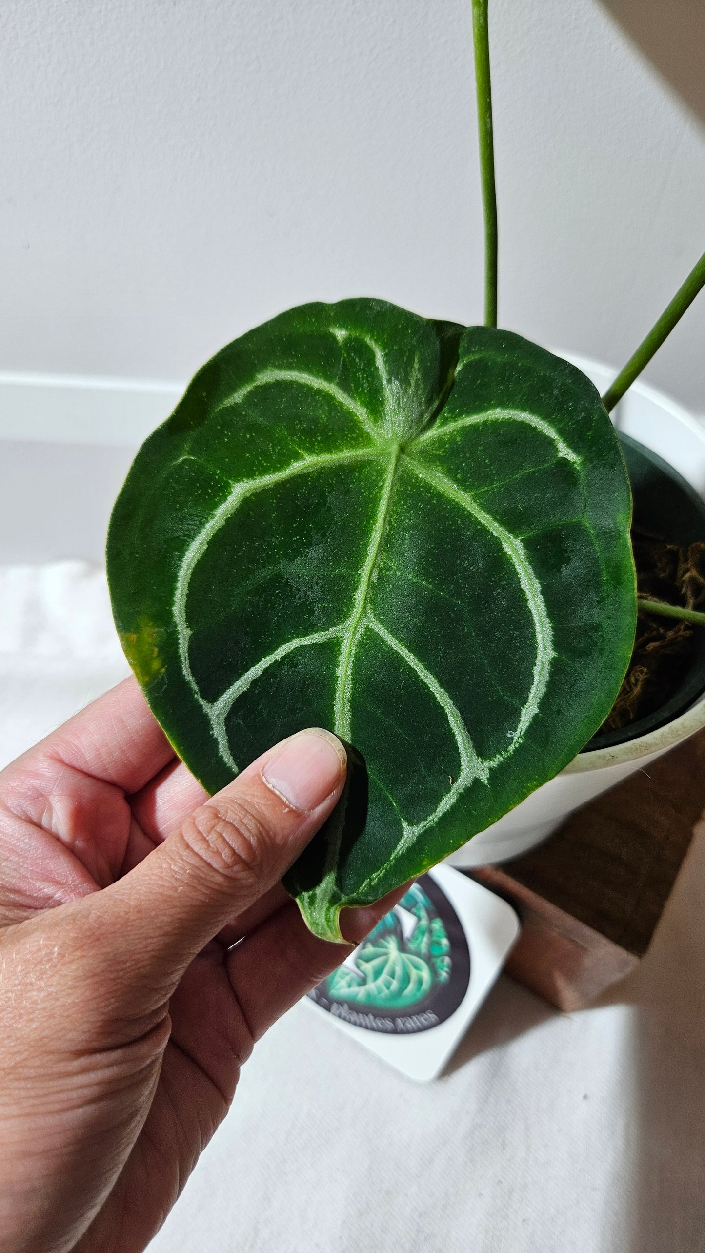 Anthurium Forgetti Dark "LARGE format" (ANT-122)