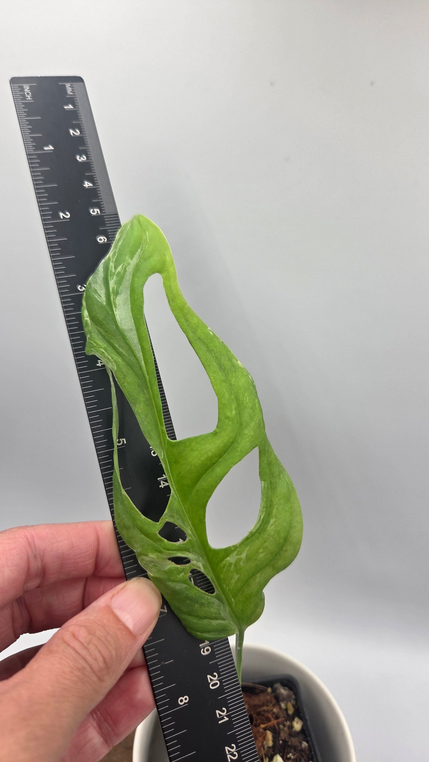 Monstera Andasonii Mint/Indo (MON-569)