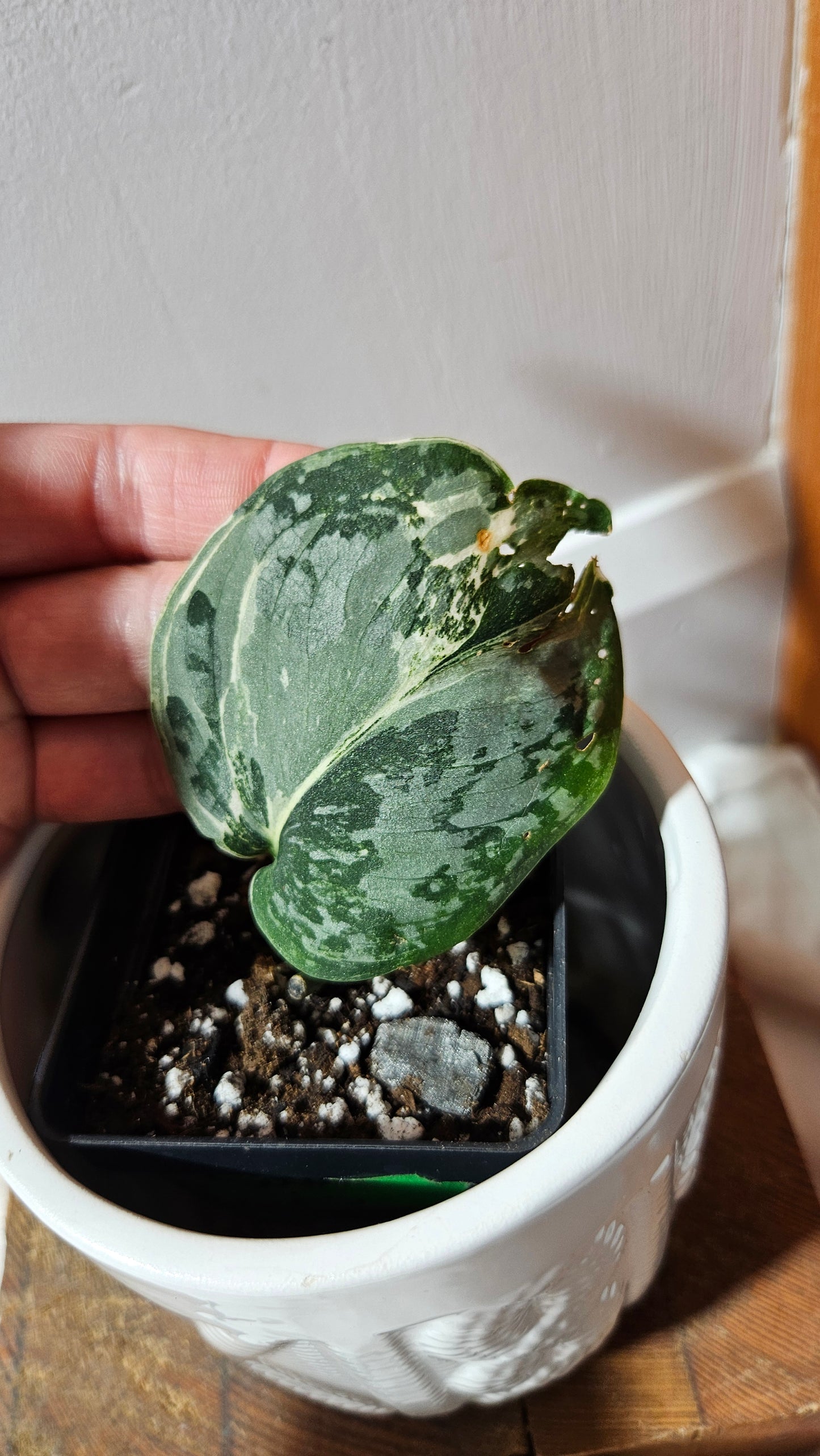 Scindapsus Exotica Salaka Variegata (SCI-1249)