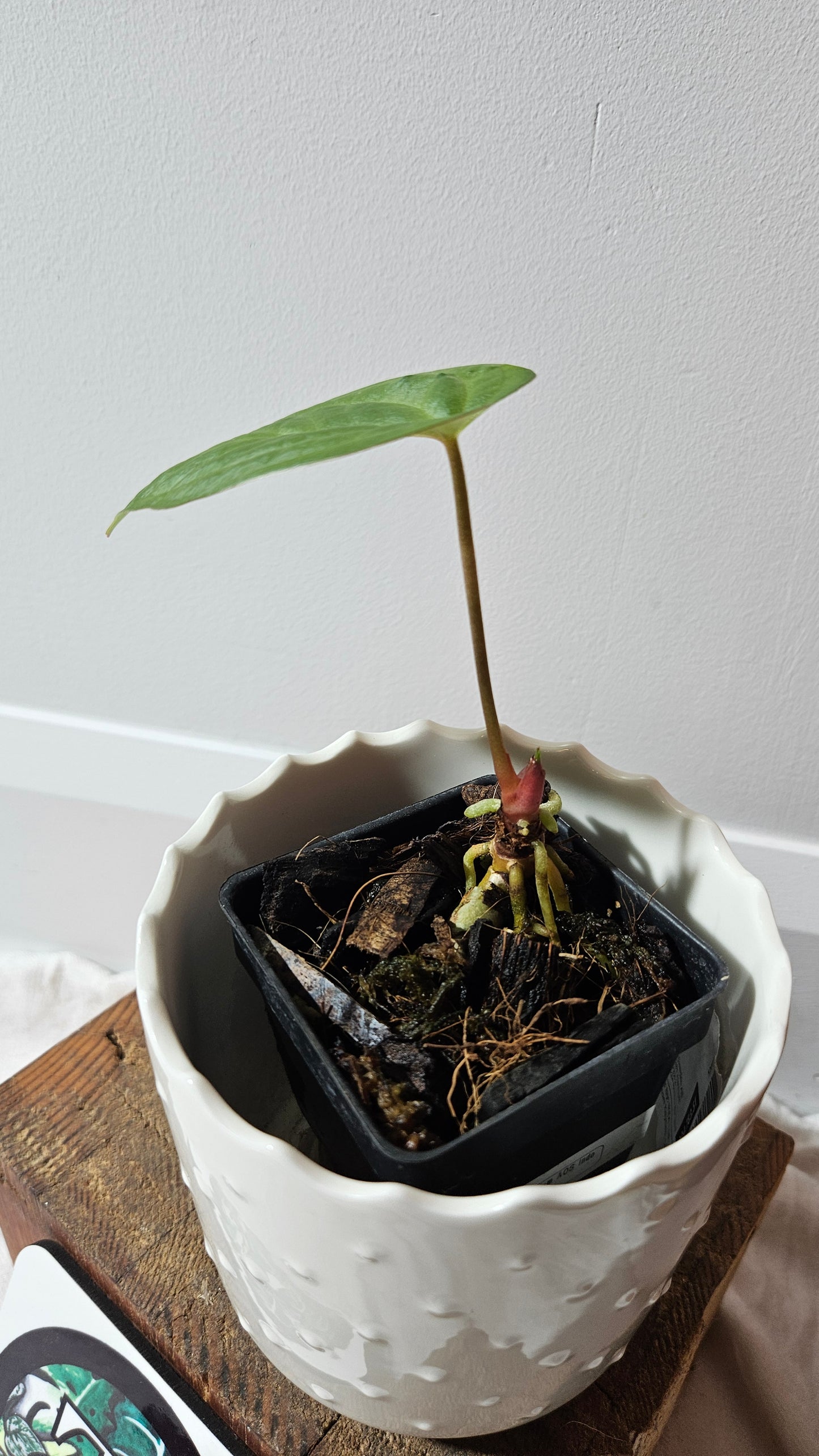 Anthurium AOS (Indo) "format PETIT" (ANT-181)