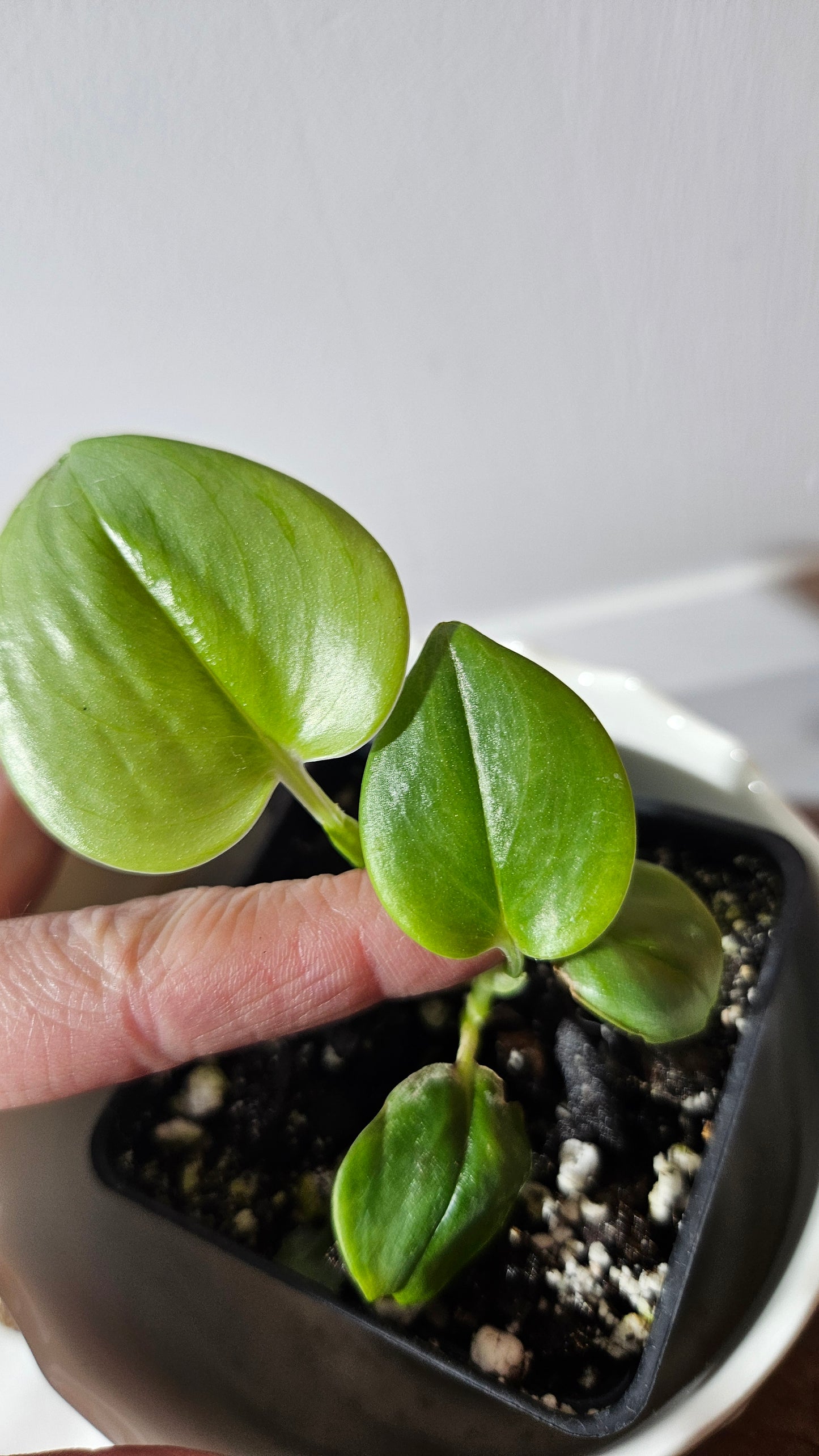 Scindapsus Treubii Bornéo (SCI-918)