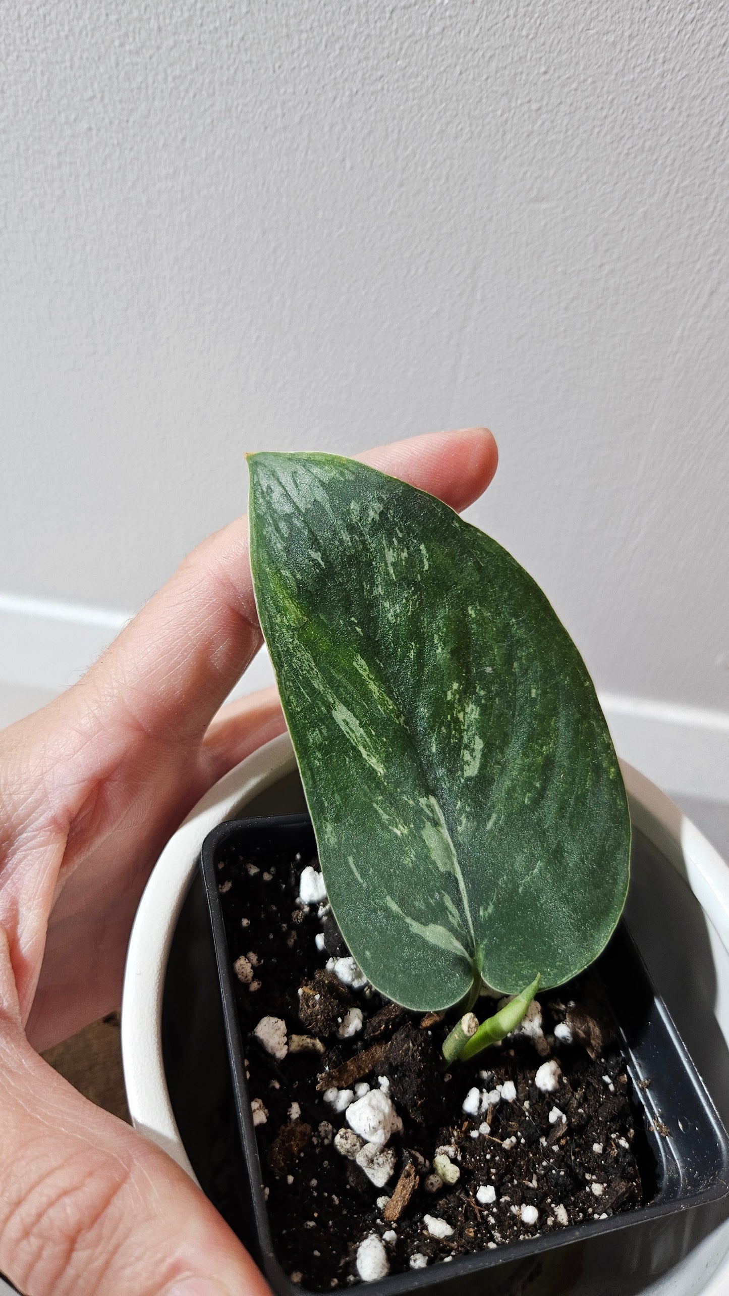 Scindapsus Parahiyangan (SCI-1066)