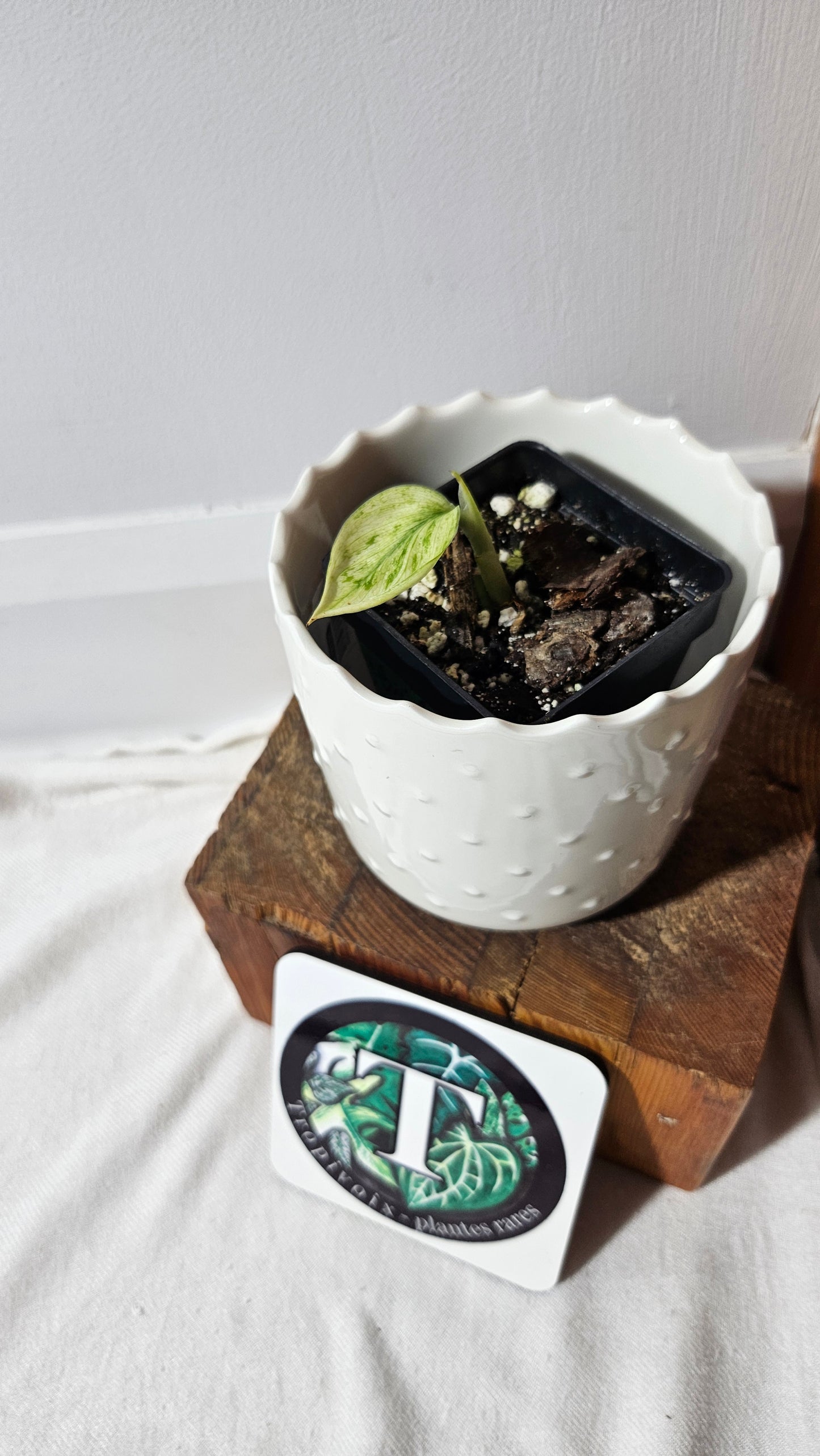 Scindapsus Treubii Bornéo Mint (SCI-875)