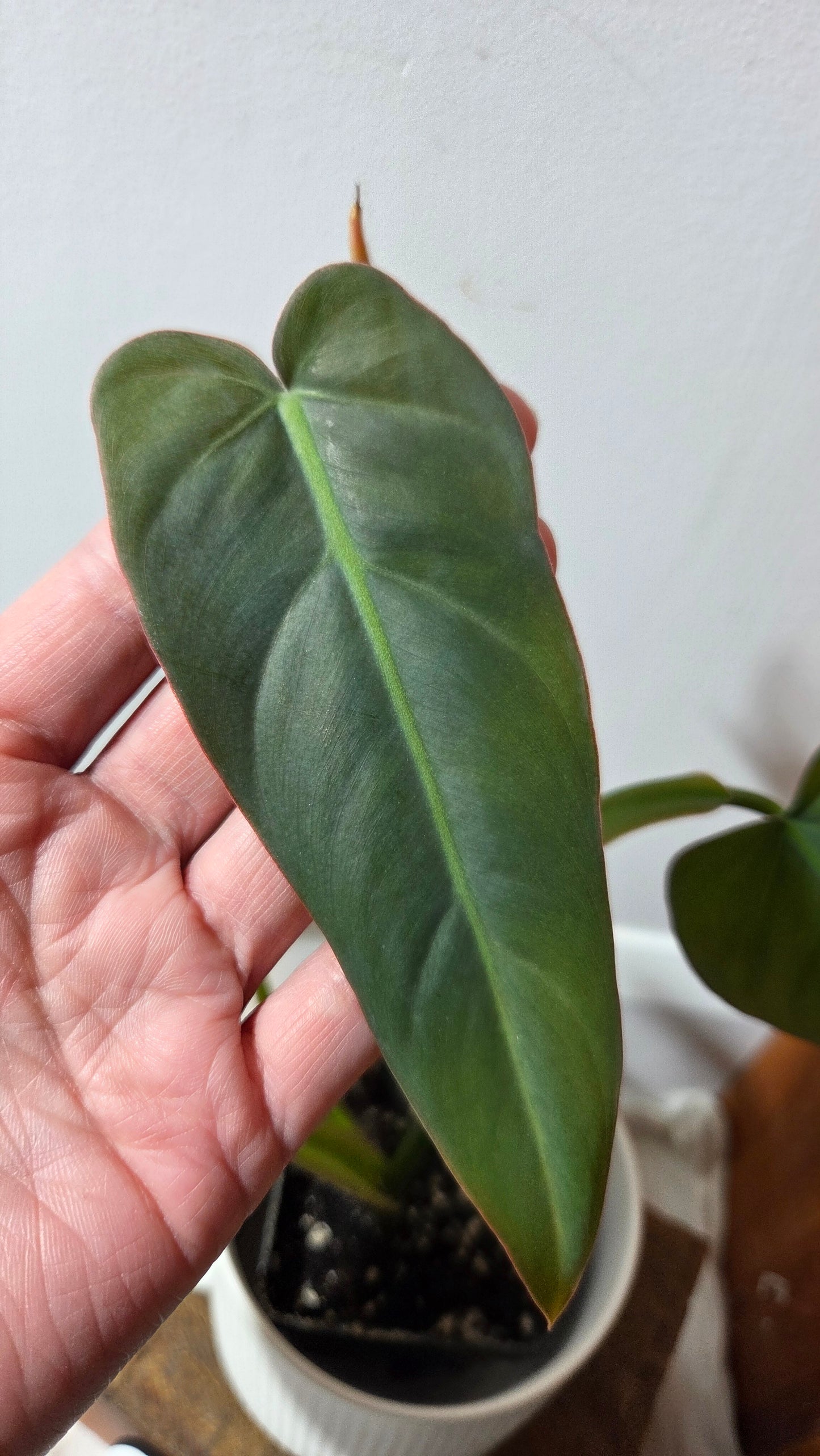 Philodendron Maximum (PHI-982)