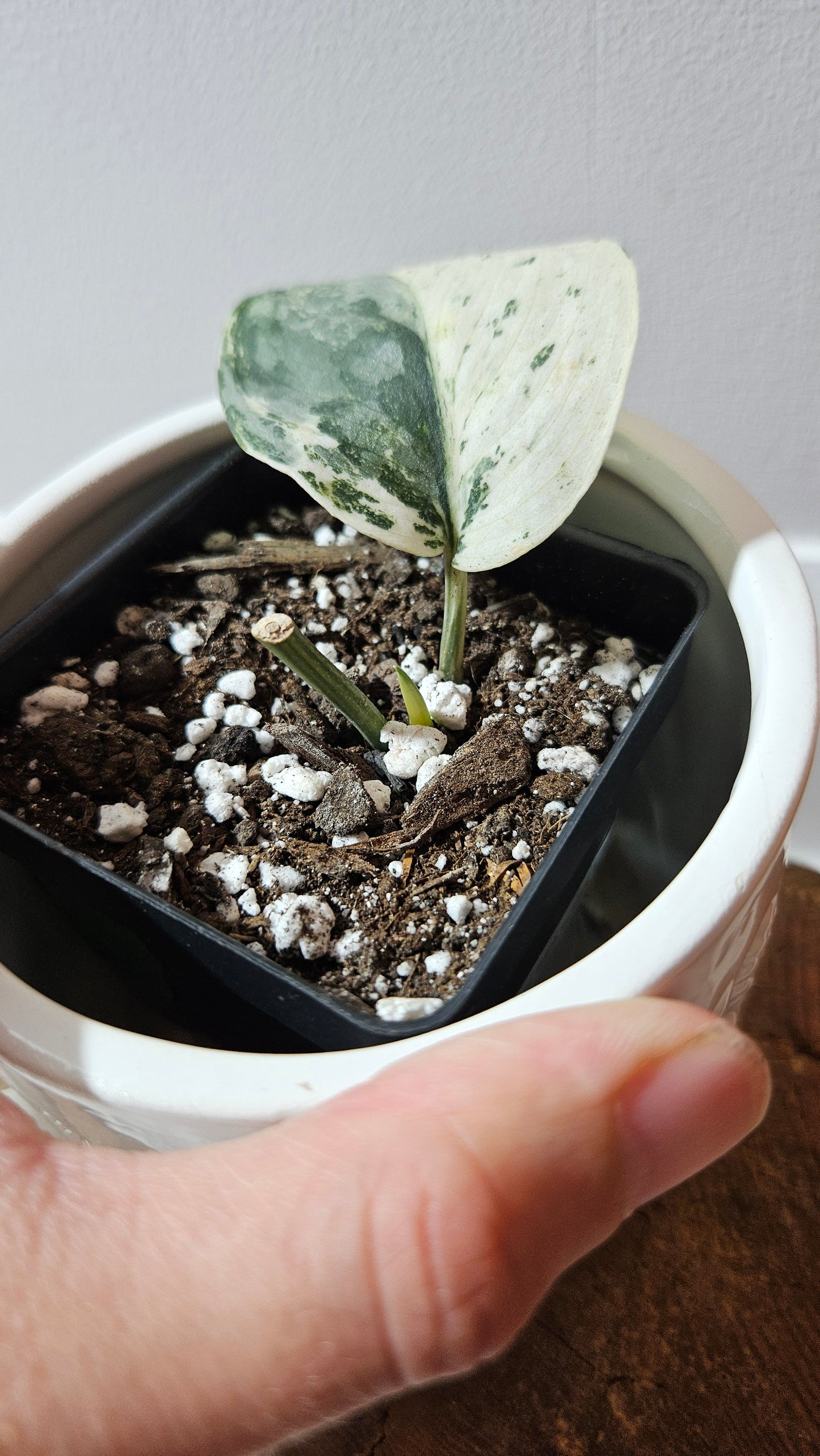 Scindapsus Blue Splash Variegata (SCI-1235)