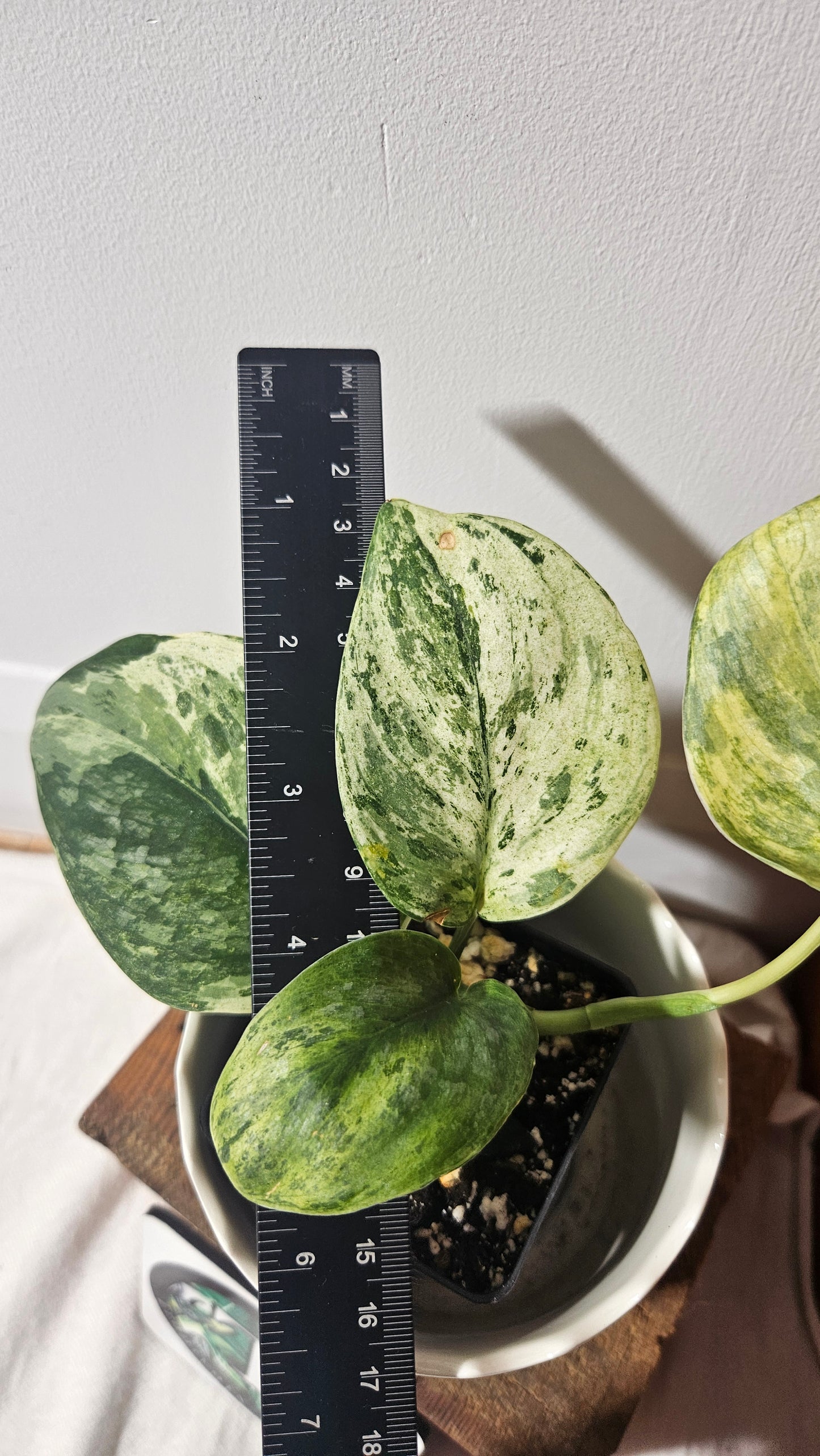 Scindapsus Bahorok (SCI-957)