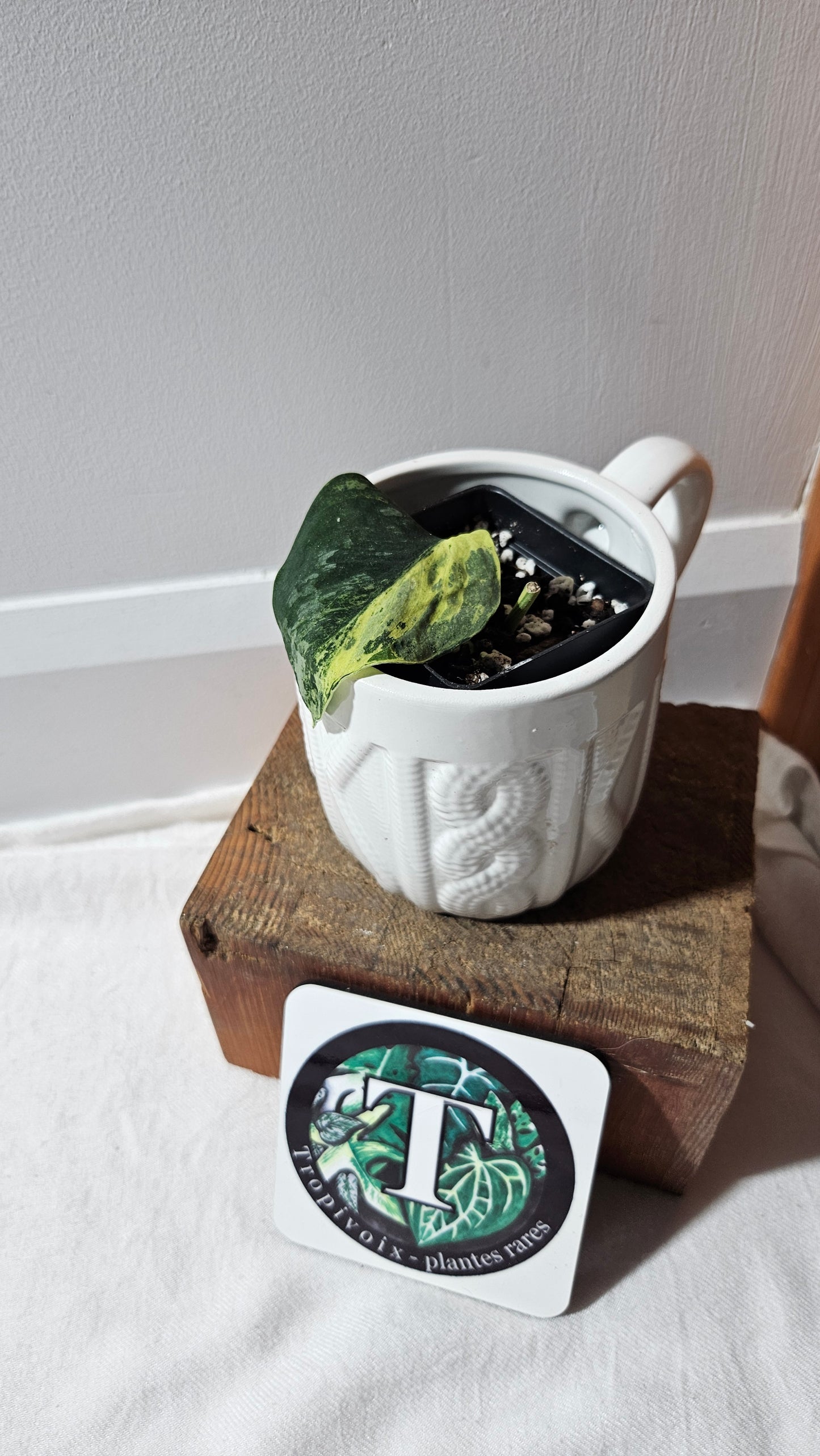 Scindapsus Black Dragon white (SCI-1077)