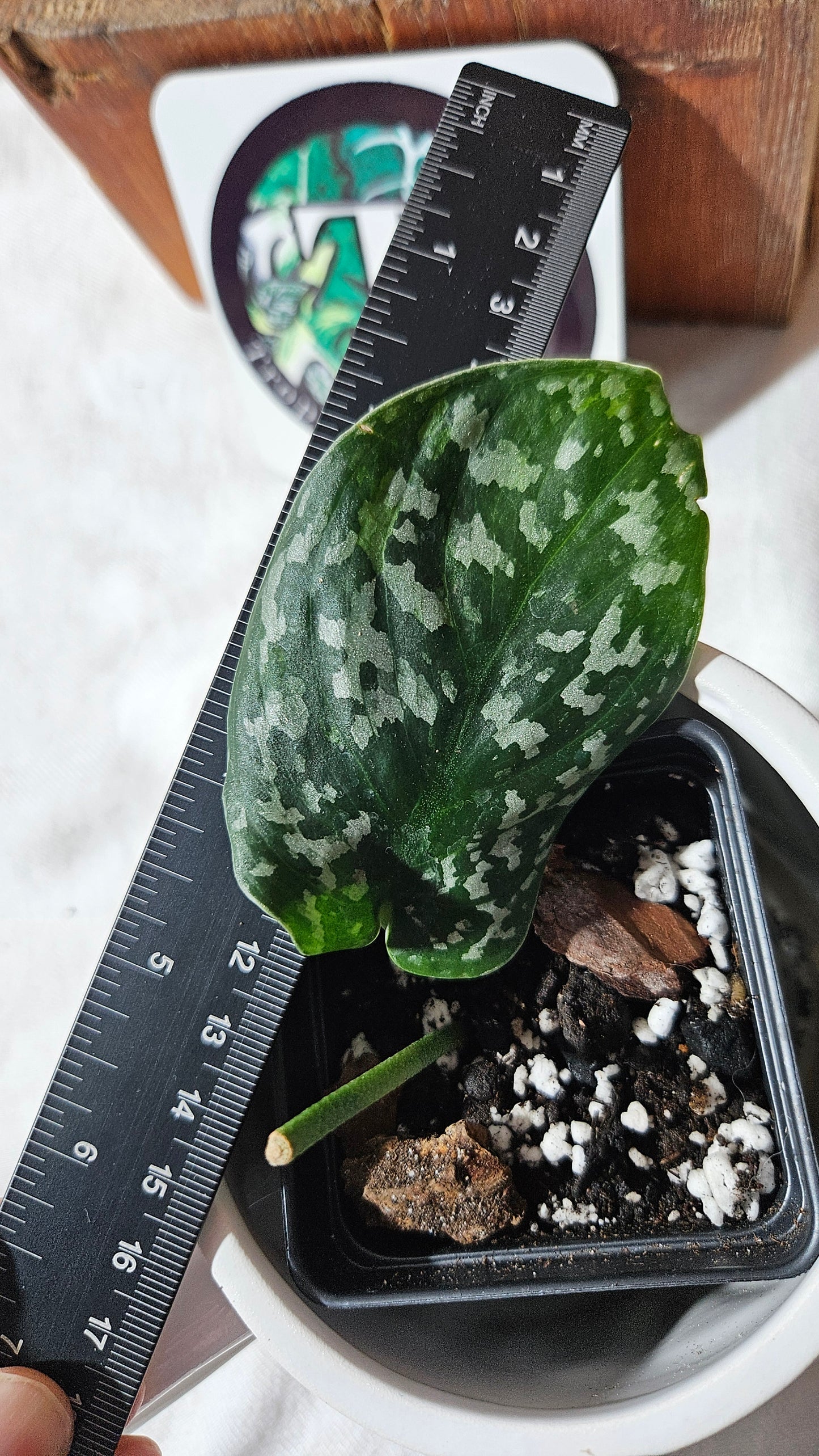 Scindapsus Exotica Batik (SCI-1115)