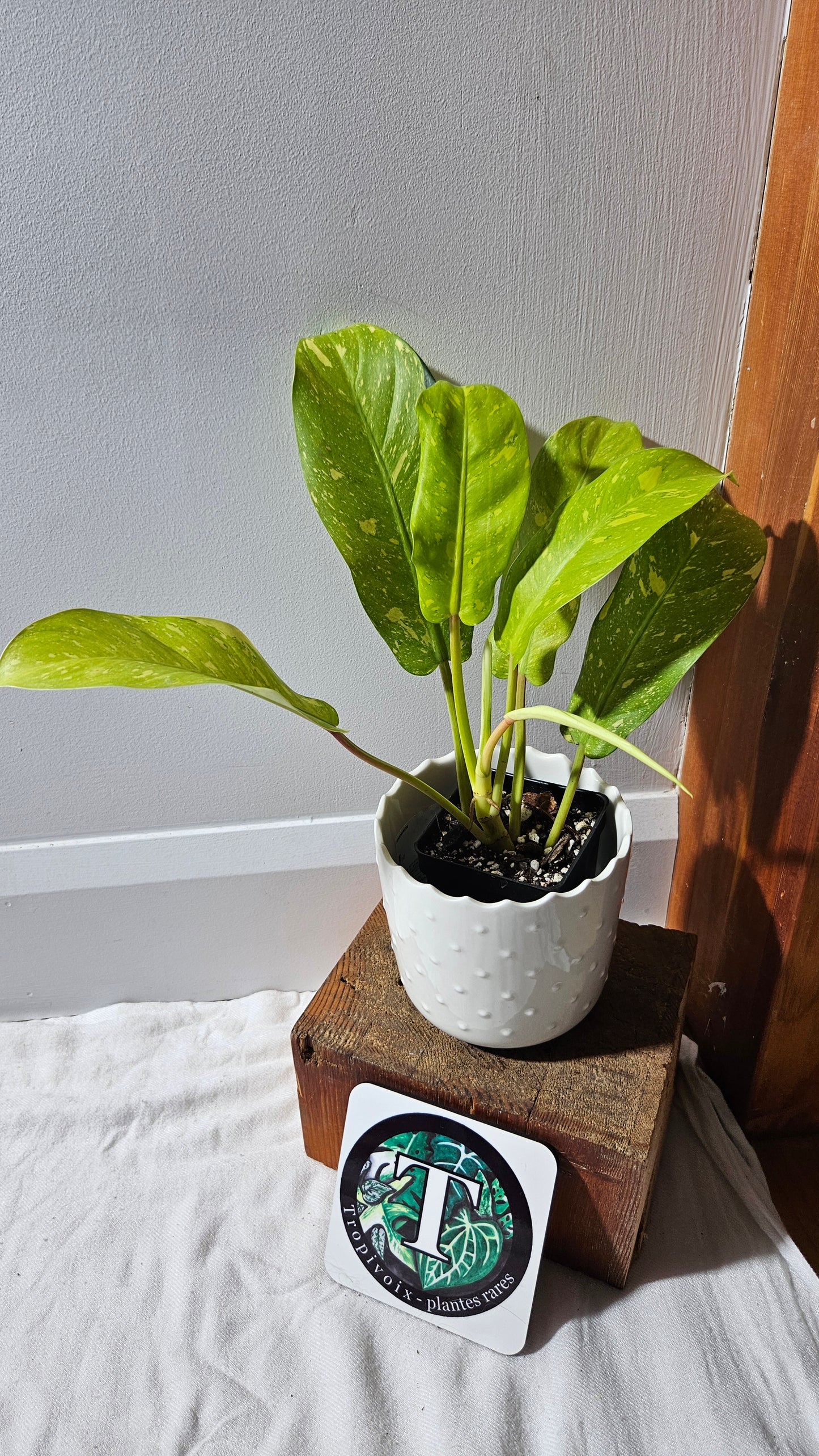 Philodendron Golden Goldness (PHI-894)