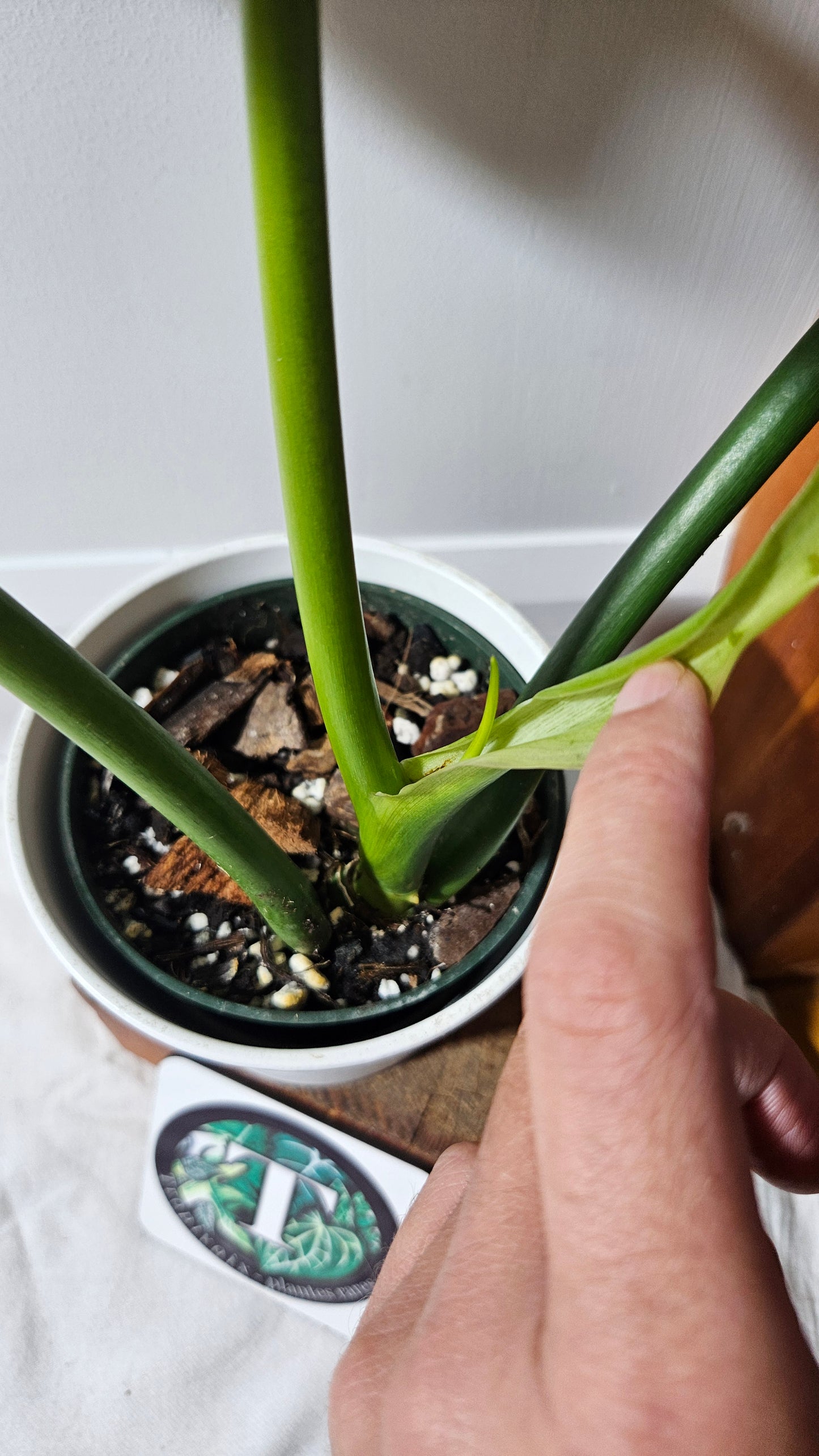 Philodendron Santamartinense (PHI-936)