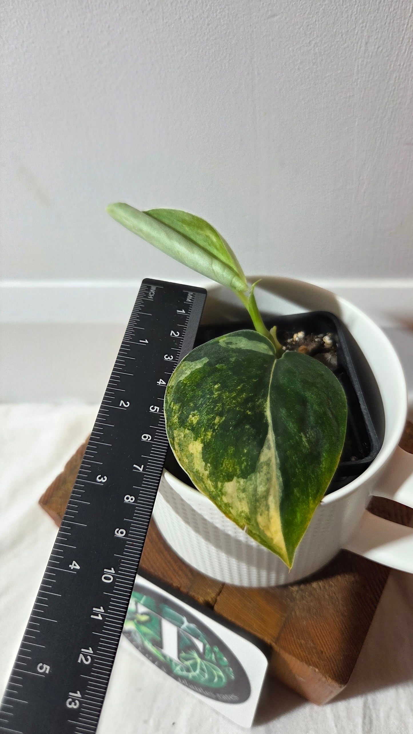 Scindapsus Parahiyangan (SCI-1419)
