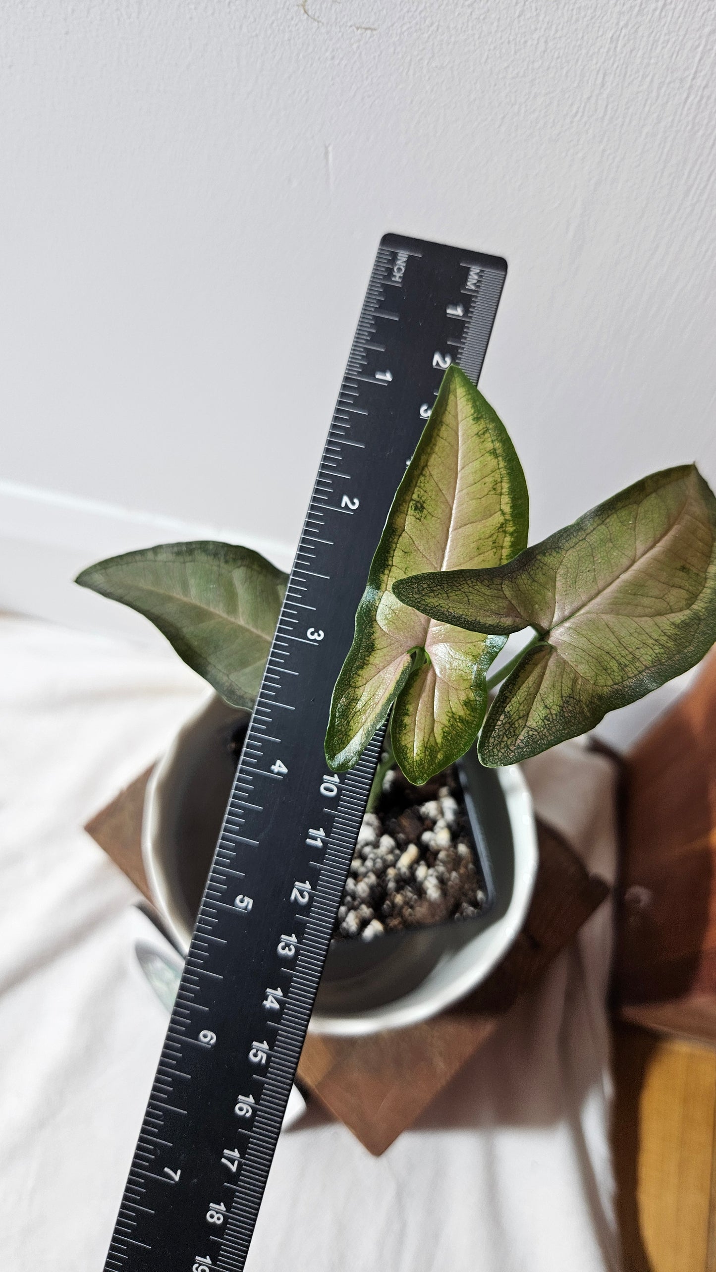 Syngonium Black Pink (SYN-374)