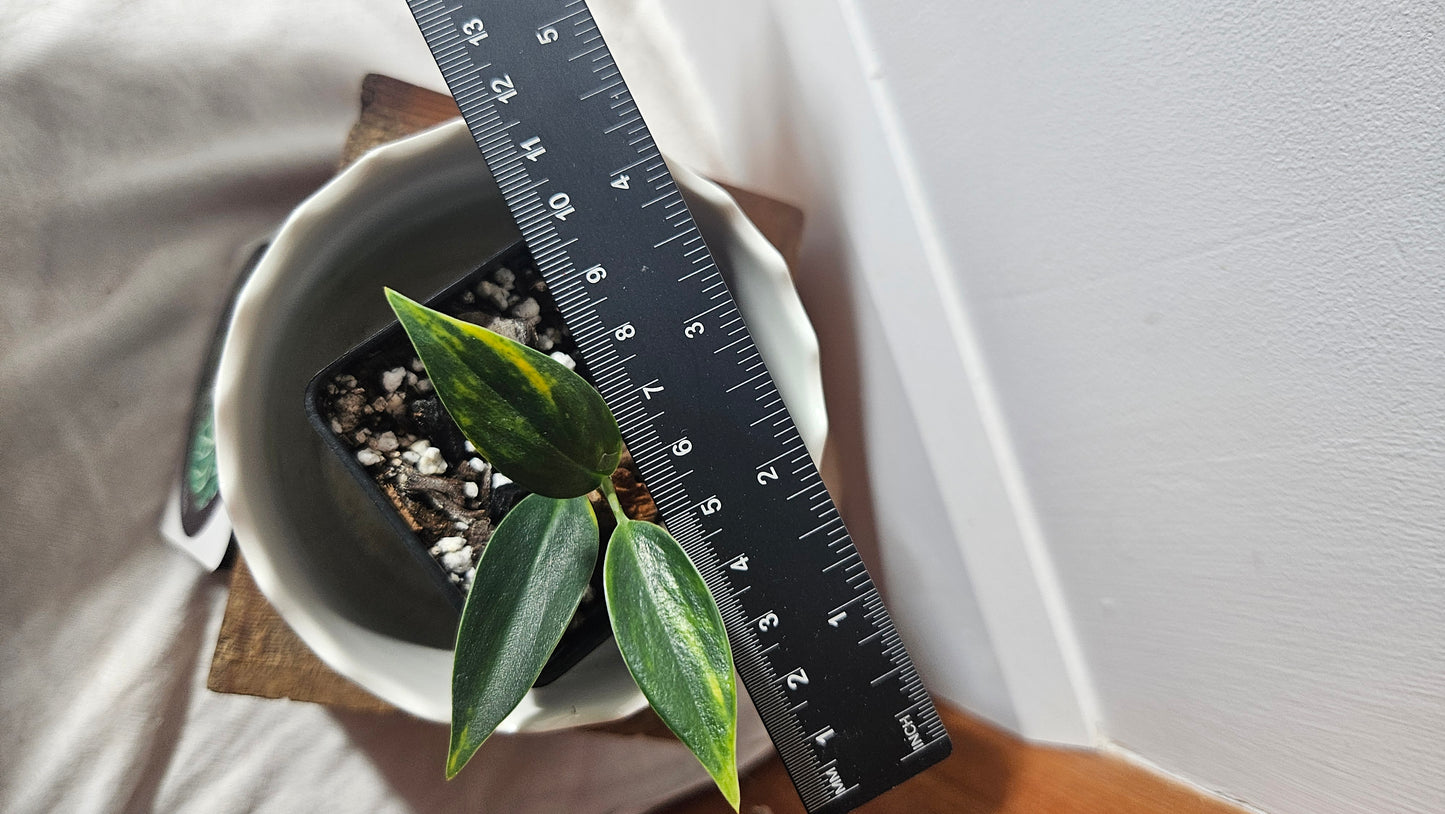 Scindapsus Coriaceus Aurea (SCI-940)