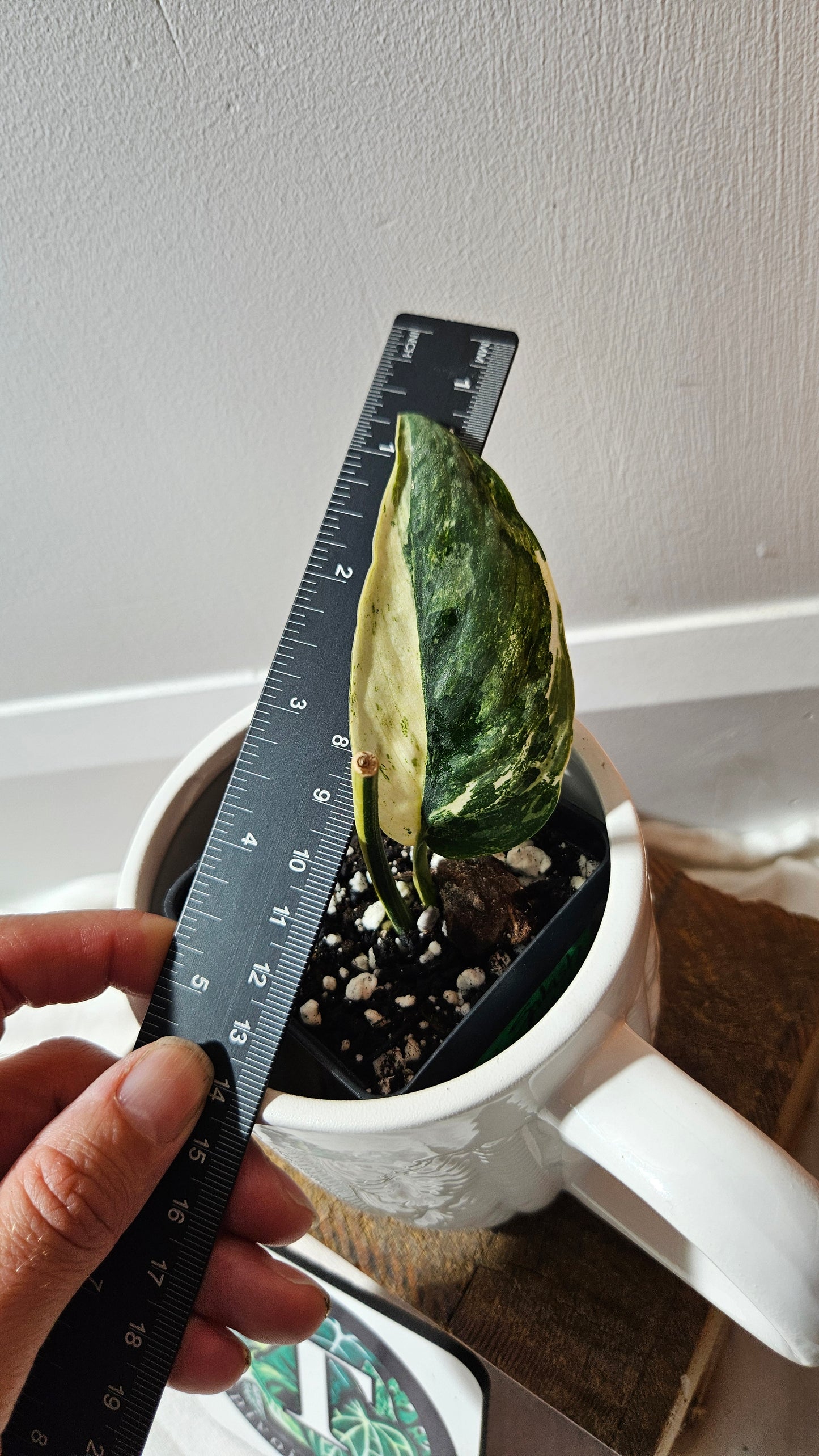 Scindapsus Blue Splash Variegata (SCI-1157)