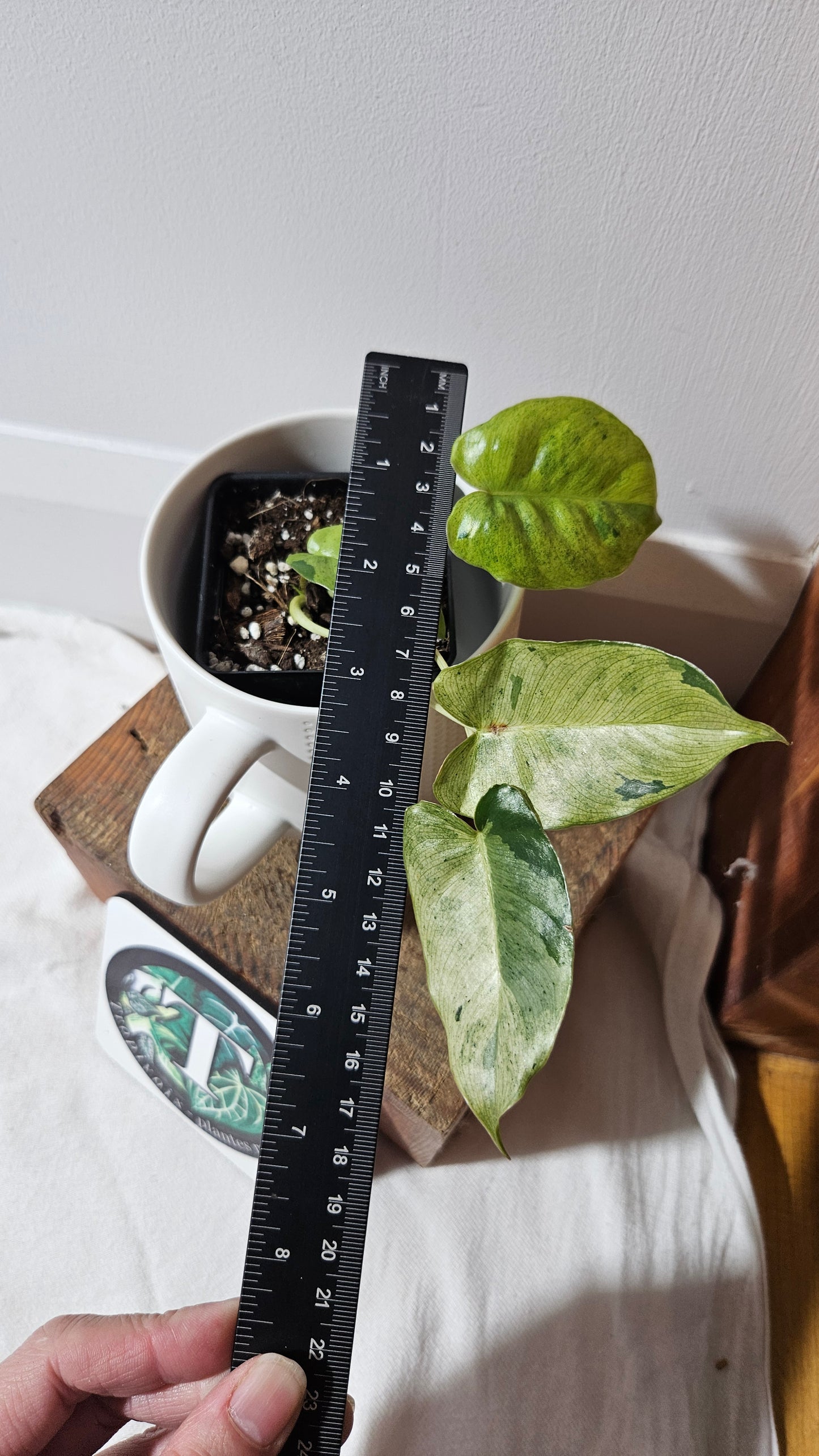 Philodendron BurleMarx Variegata X Paraiso Verde (PHI-947)